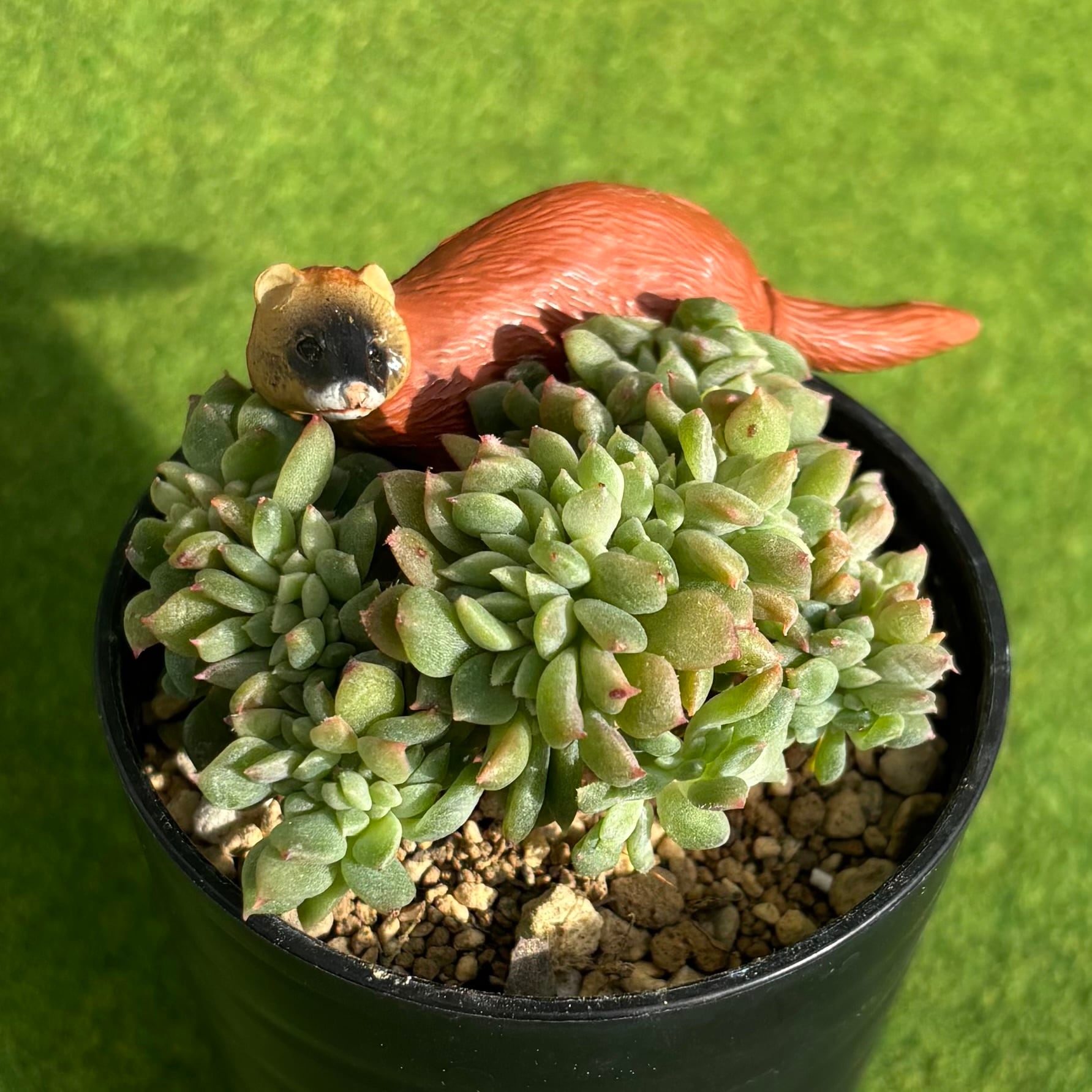 アリエル 綴化 | 多肉植物 豆彦商店