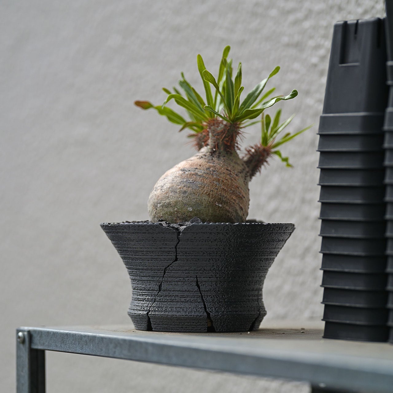 クラックスリット鉢 G 平鉢 (14cm) | Green Mountain Store