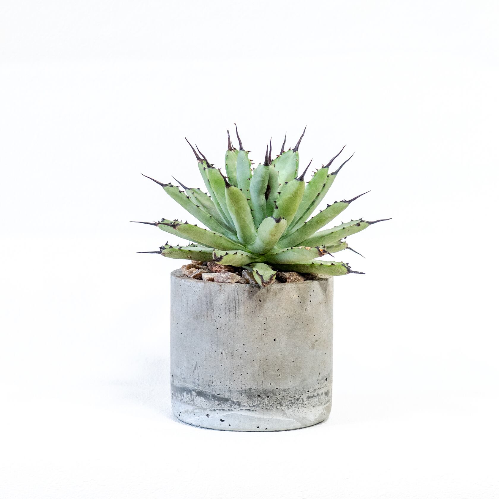 アガベ・マクロアカンサ　放射状の葉と黒棘の対比　風合いある鉢で仕立てた逸品