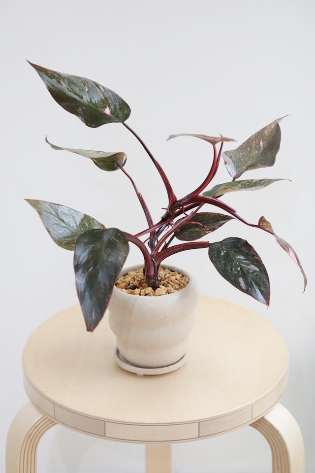 【M】フィロデンドロン ピンクプリンセス/Philodendron Pink Princess