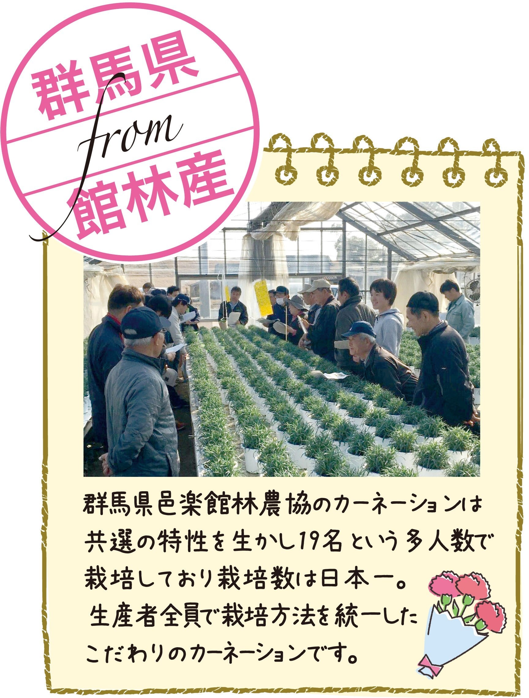 【母の日】カーネーション鉢植え「ハニームーン」