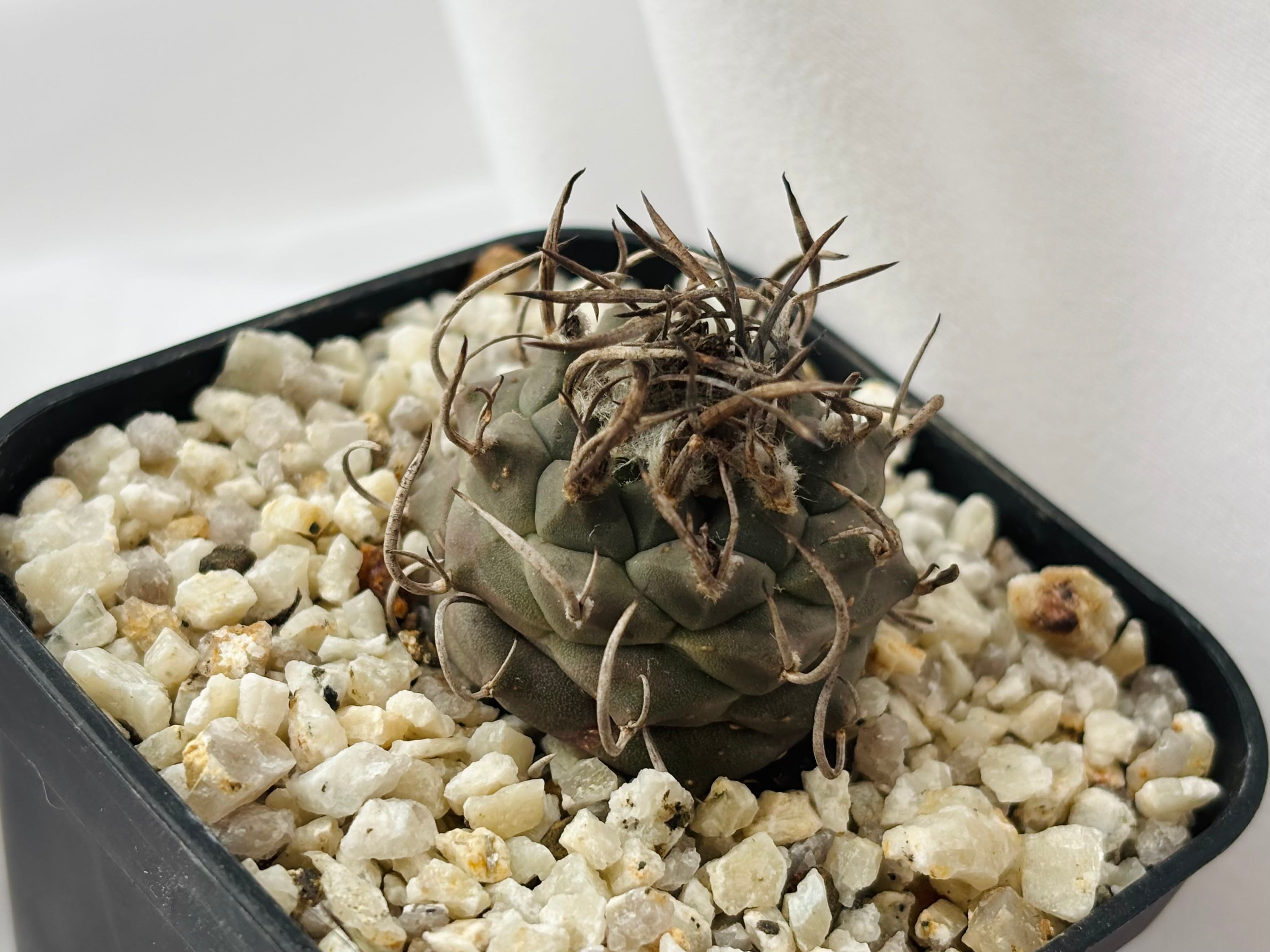 Turbinicarpus Schmiedickeanus ツルビニカルプス 昇竜丸 サボテン