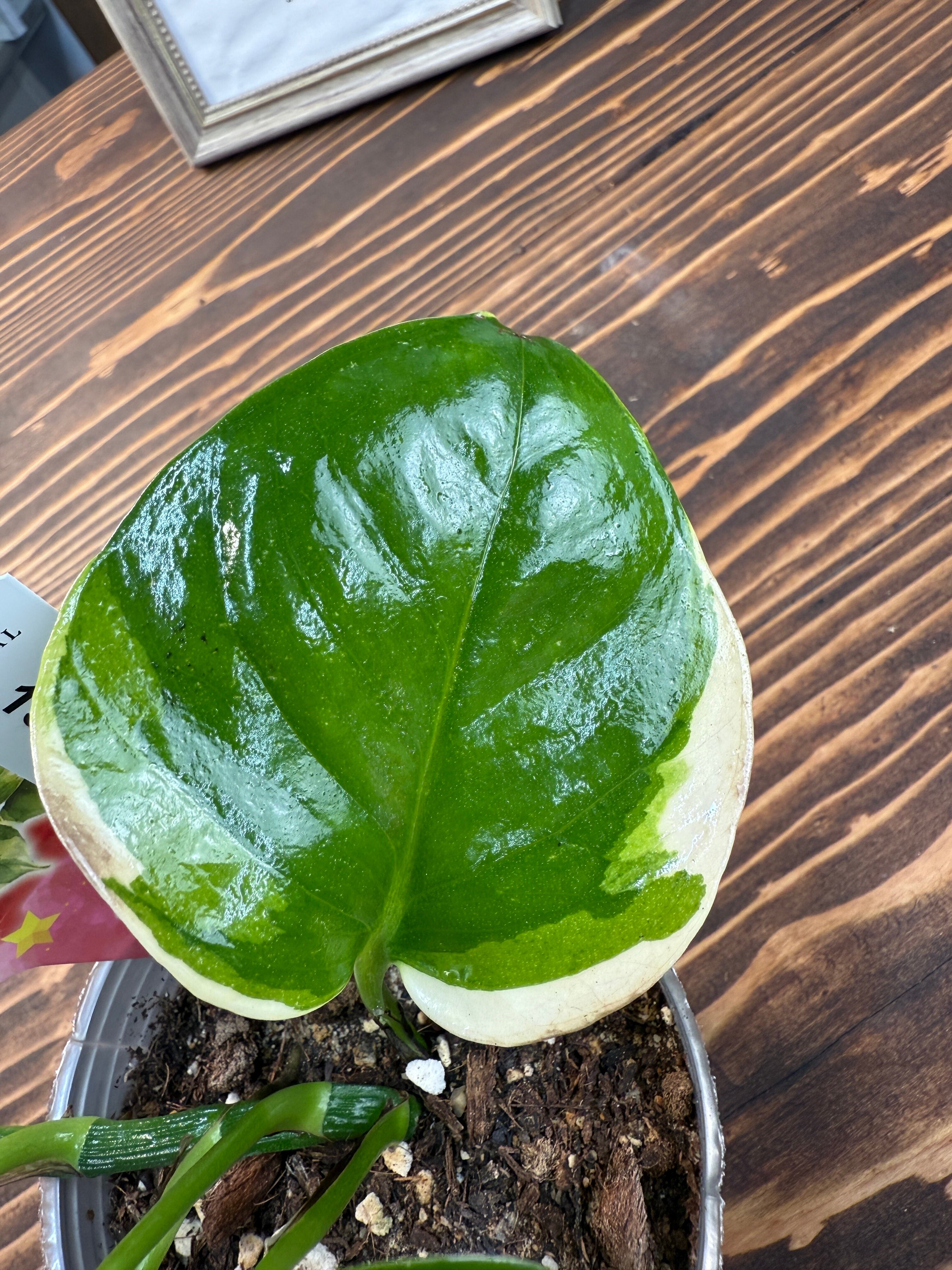 1363【唯一無二の一品】【鷲尾園芸オリジナル商品】 ポトス AWドリーム