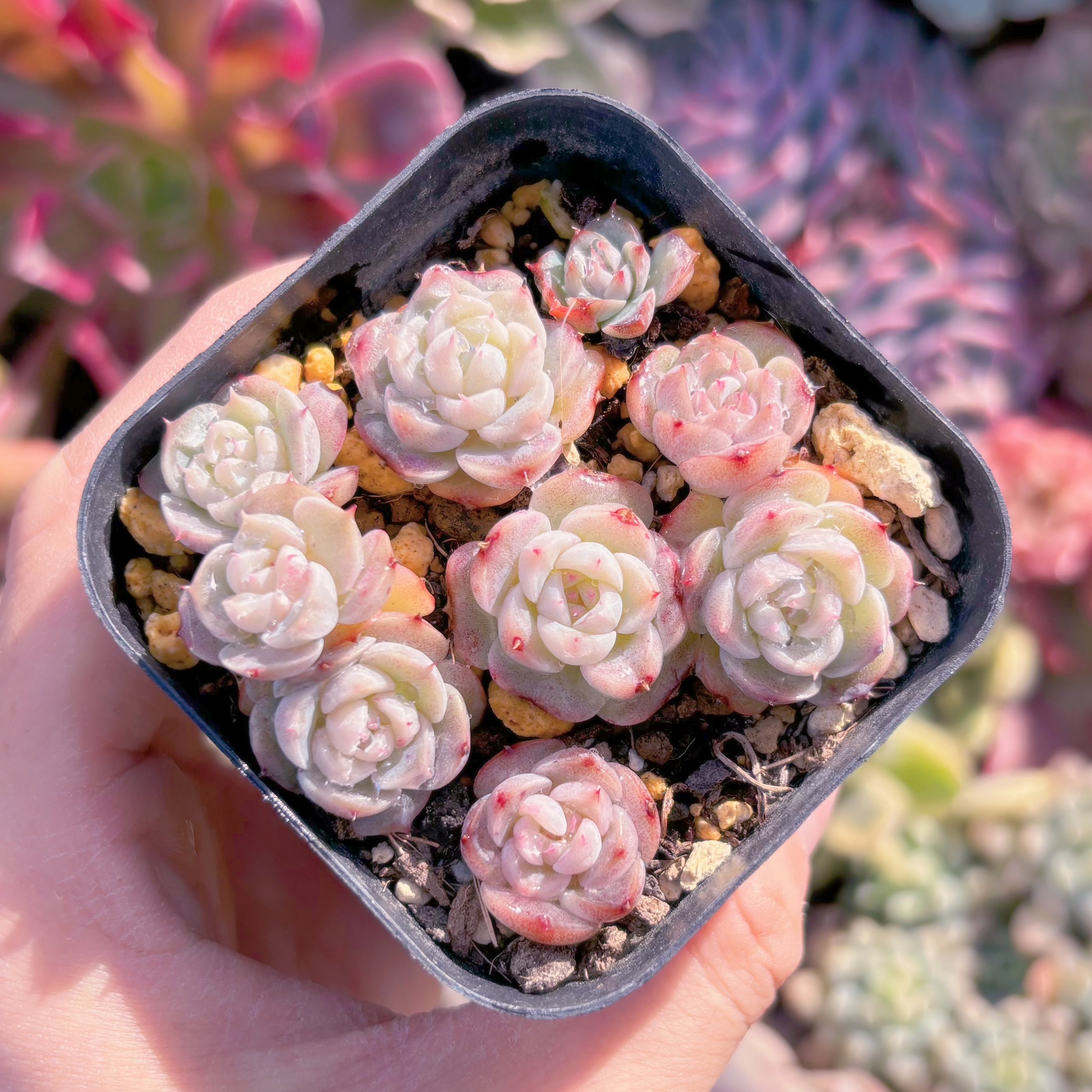 現品　レッドベルベット#518   るる農園