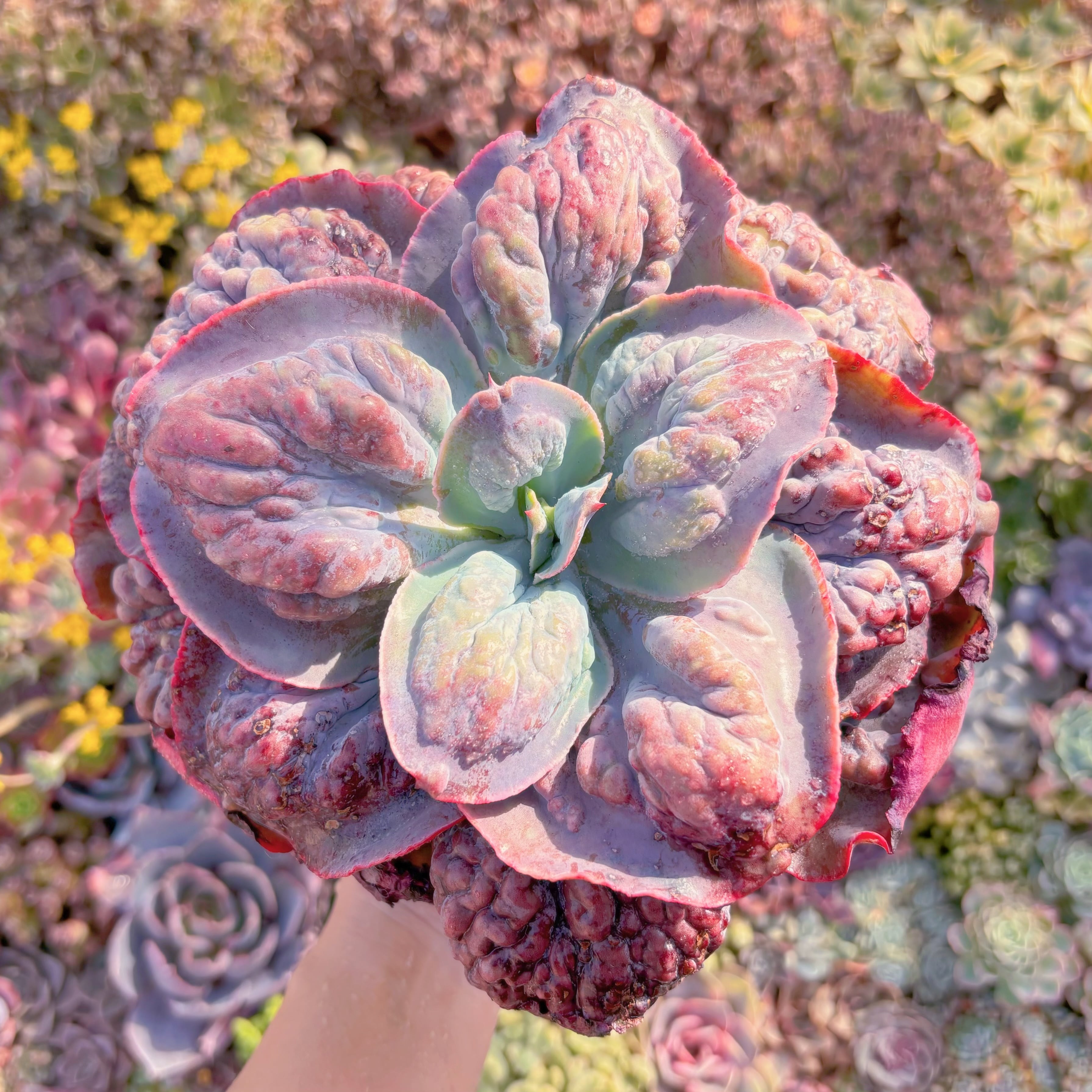 現品　紫春夢#M079　大苗　るる農園