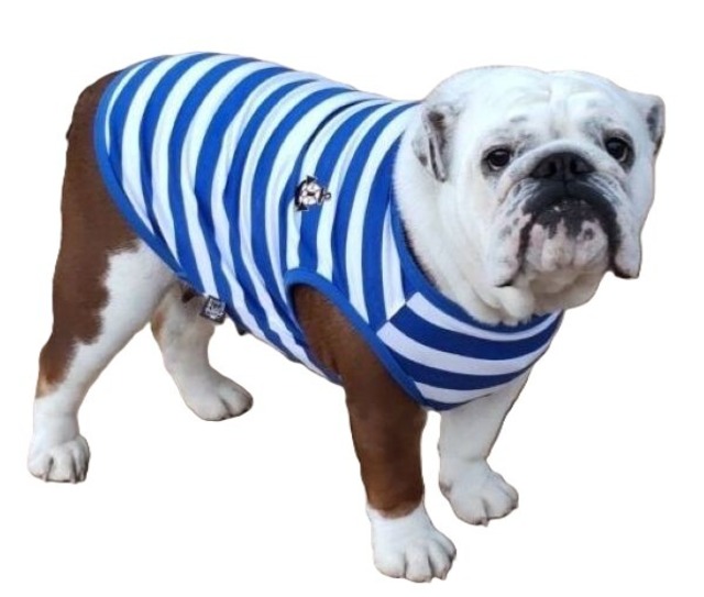 ＜ブルドッグの服＞ボーダー♥タンクトップ（イカリ）