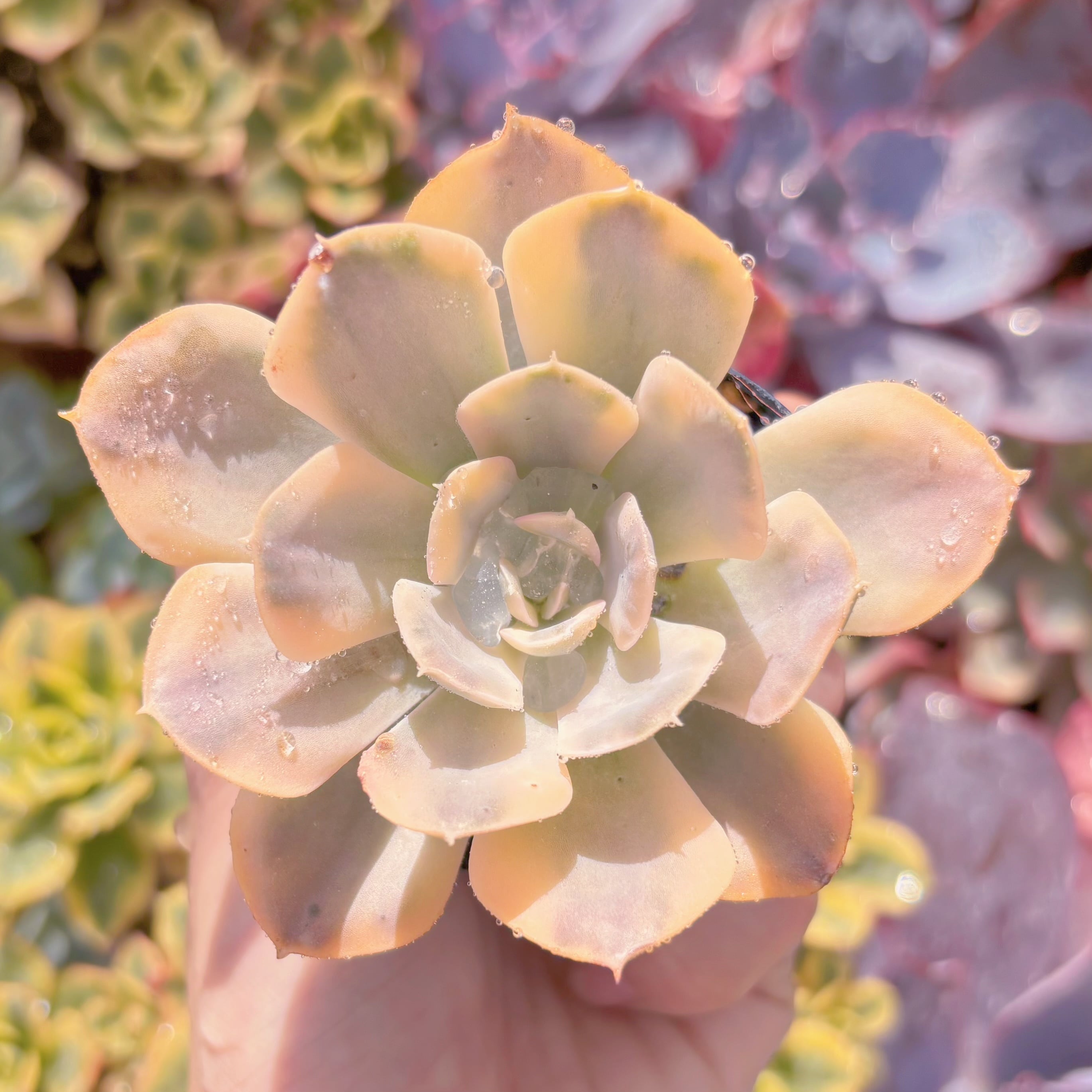 現品　ルヨンニー錦#F029　るる農園