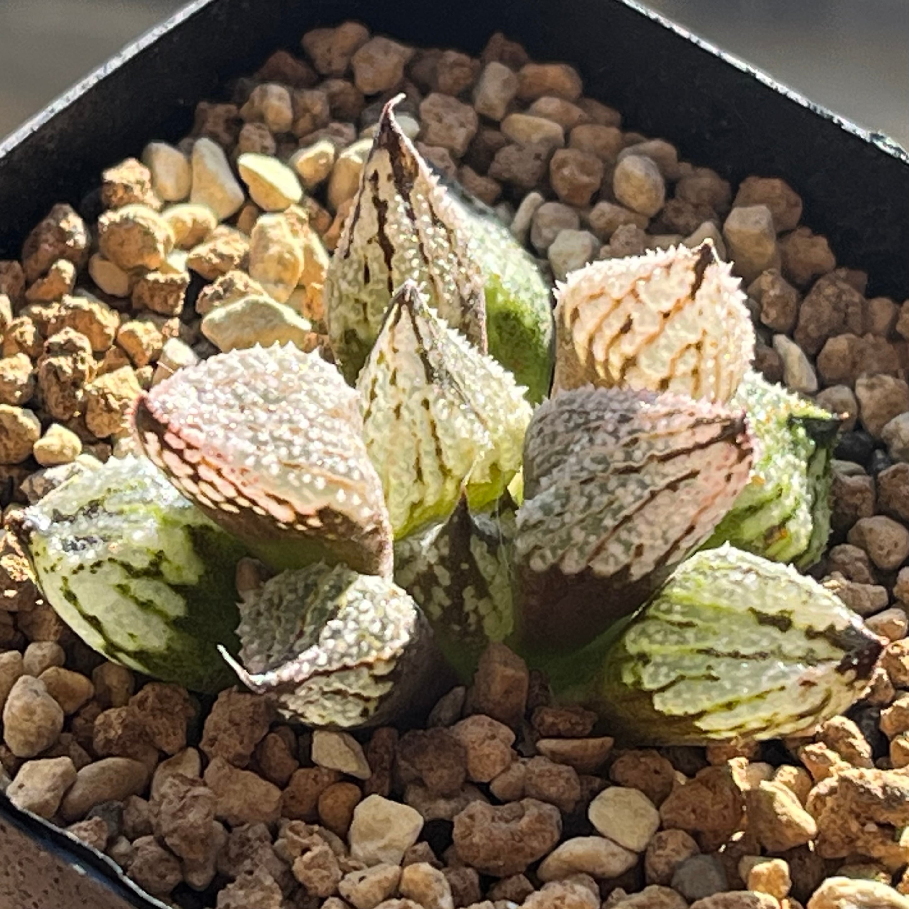 ハオルチア 花狐錦 | mocono_plants