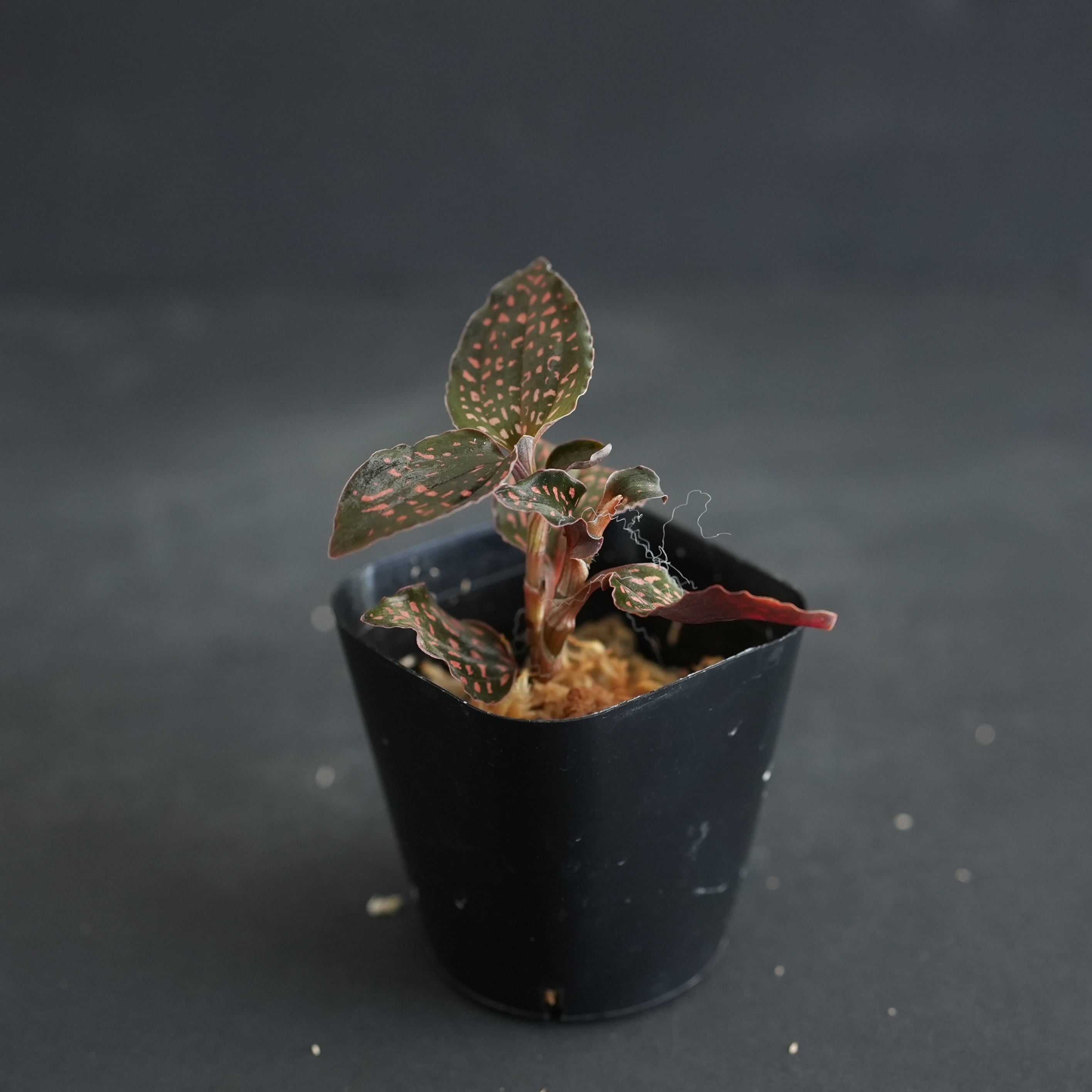 ◇現品◇Microchilus cf. tridax from Ecuador (Invoice)【ジュエル