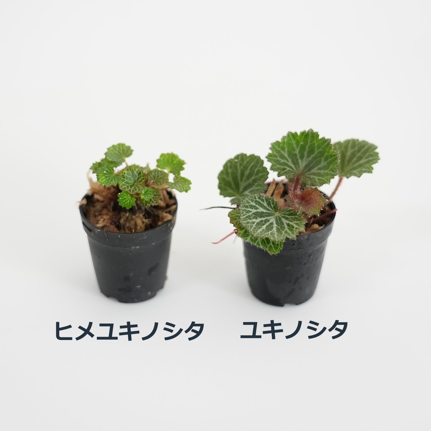 ヒメユキノシタ 苔テラリウム作製用素材 | 苔テラリウム専門ショップ道草