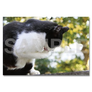 東京の猫ポストカード　〈谷中〉008