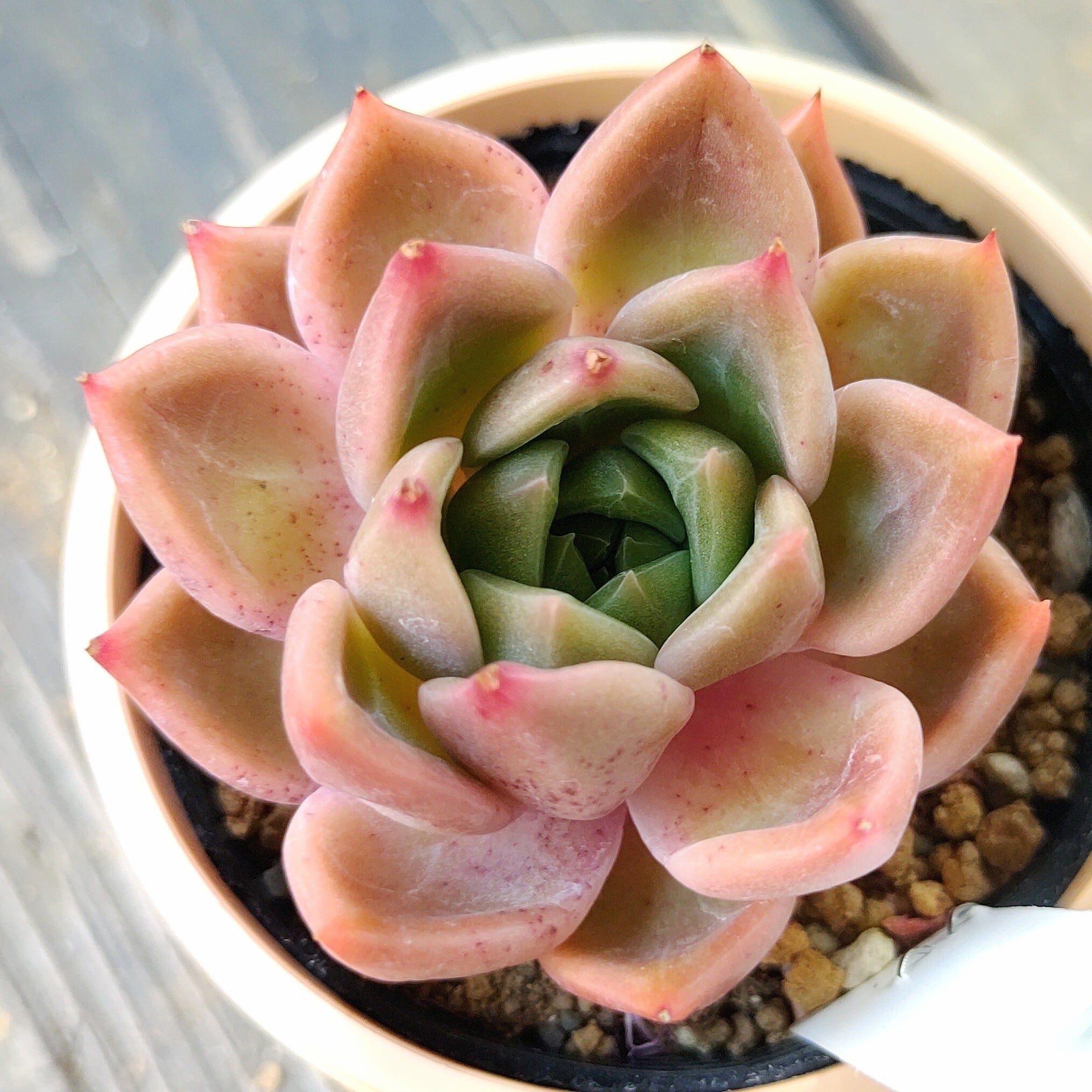多肉植物 エボニー  抜き苗♡ とめ出品 多肉植物 【エボニー×プロリフェラ】抜き苗 プロリ×Rエボニー