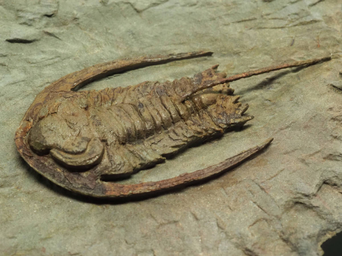 化石　F-5 Fossils(5 pieces) | 化石・隕石・鉱物の販売 JURASSIC