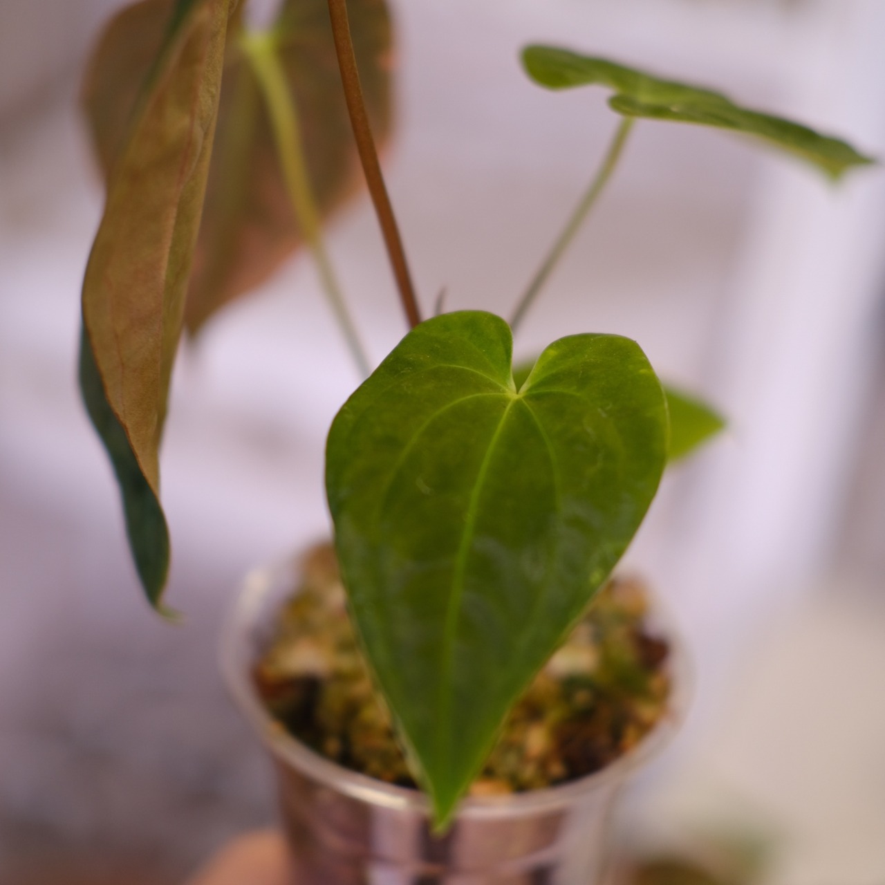 Anthurium Papillilaminum Guna Yala x Forgetii Dark⑤│観葉植物