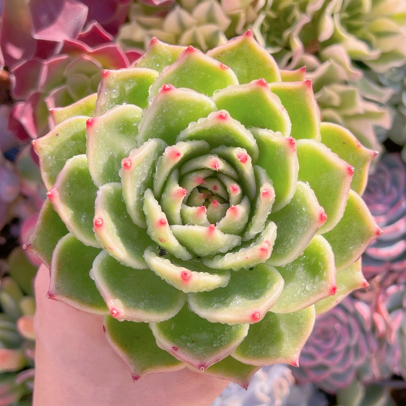 現品　ブルードラゴン#543    大苗　るる農園