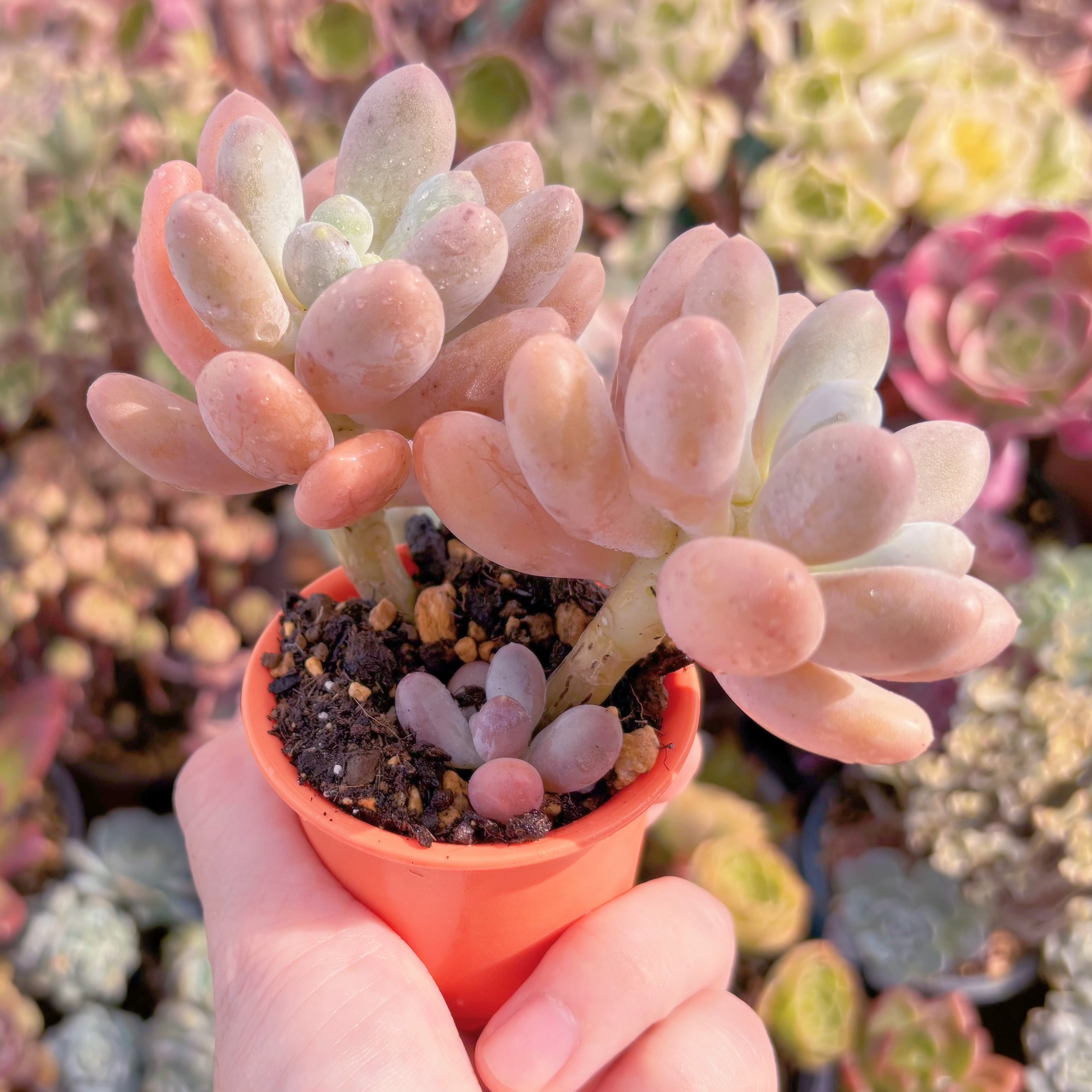 ゆず☆多肉についてはプロフ下に記載あり 多肉植物 湯園チーズ 群生 新入荷 るる農園 | るる農園~多肉植物専門