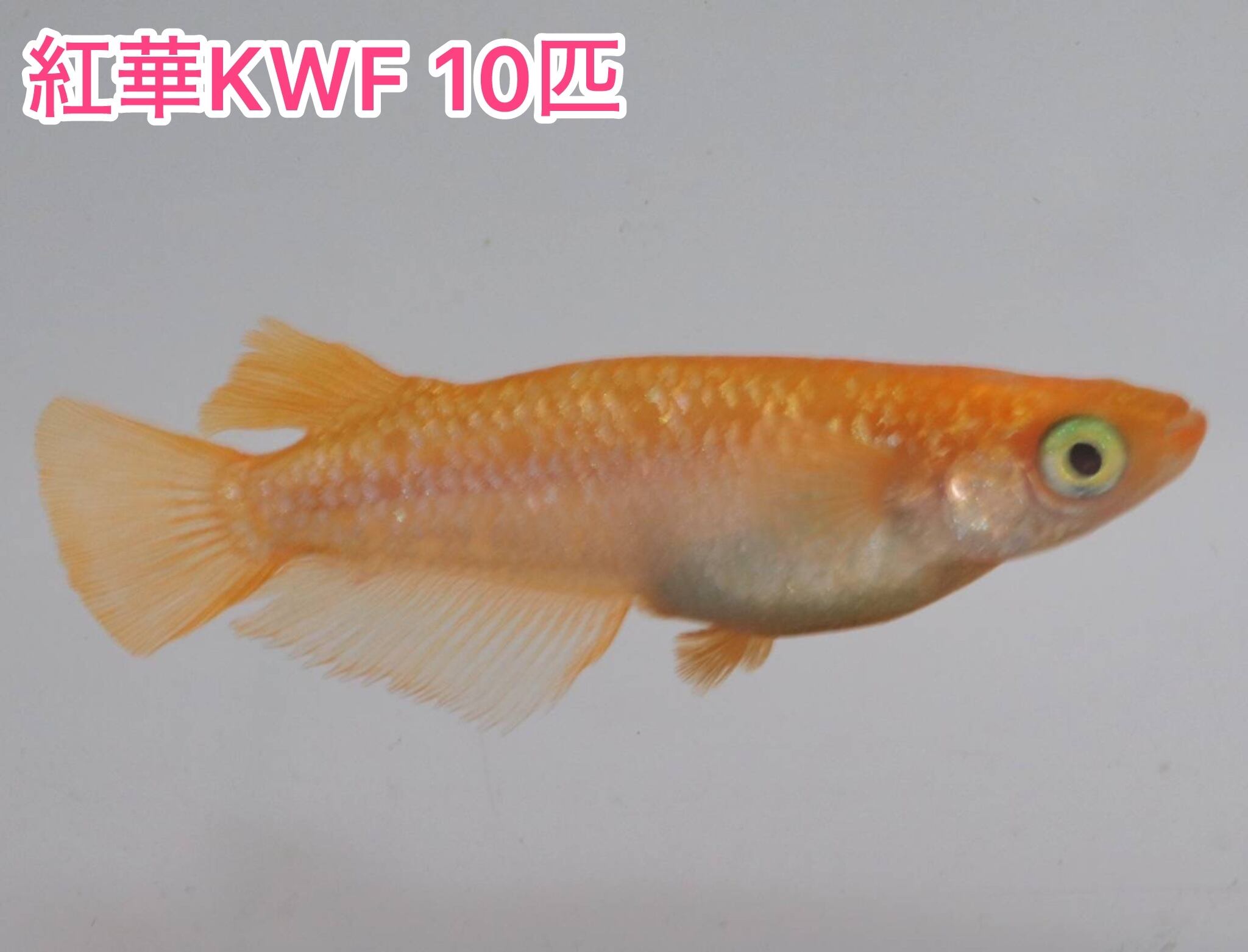 冷凍ヤワゲネズミS【50g〜59g】 | PAY ID