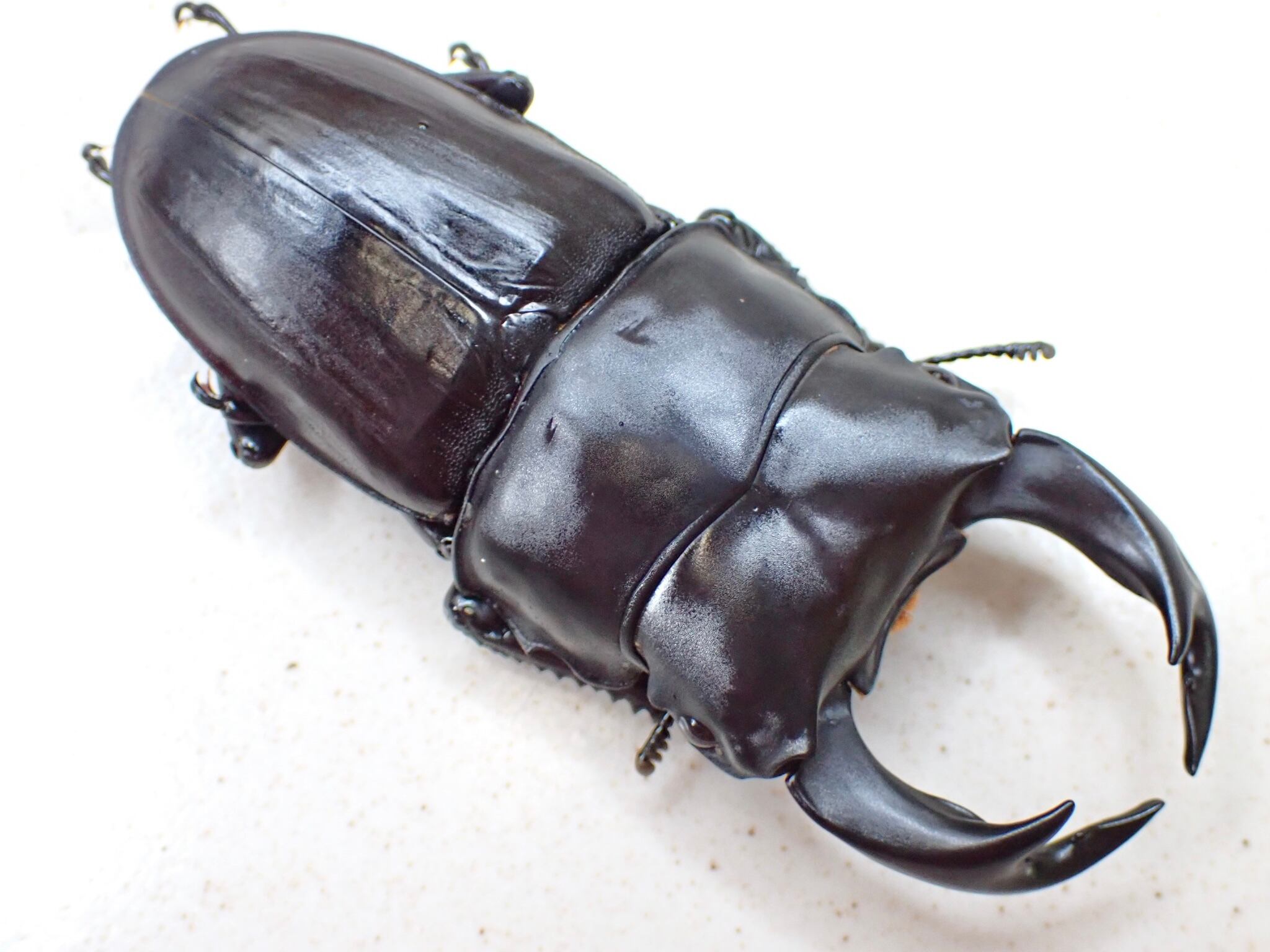 天然超特大ヒメオオクワガタ 標本 ５.５オーバー 天然超特大ヒメオオクワガタ 標本 5.5オーバー 天然超特大ヒメ