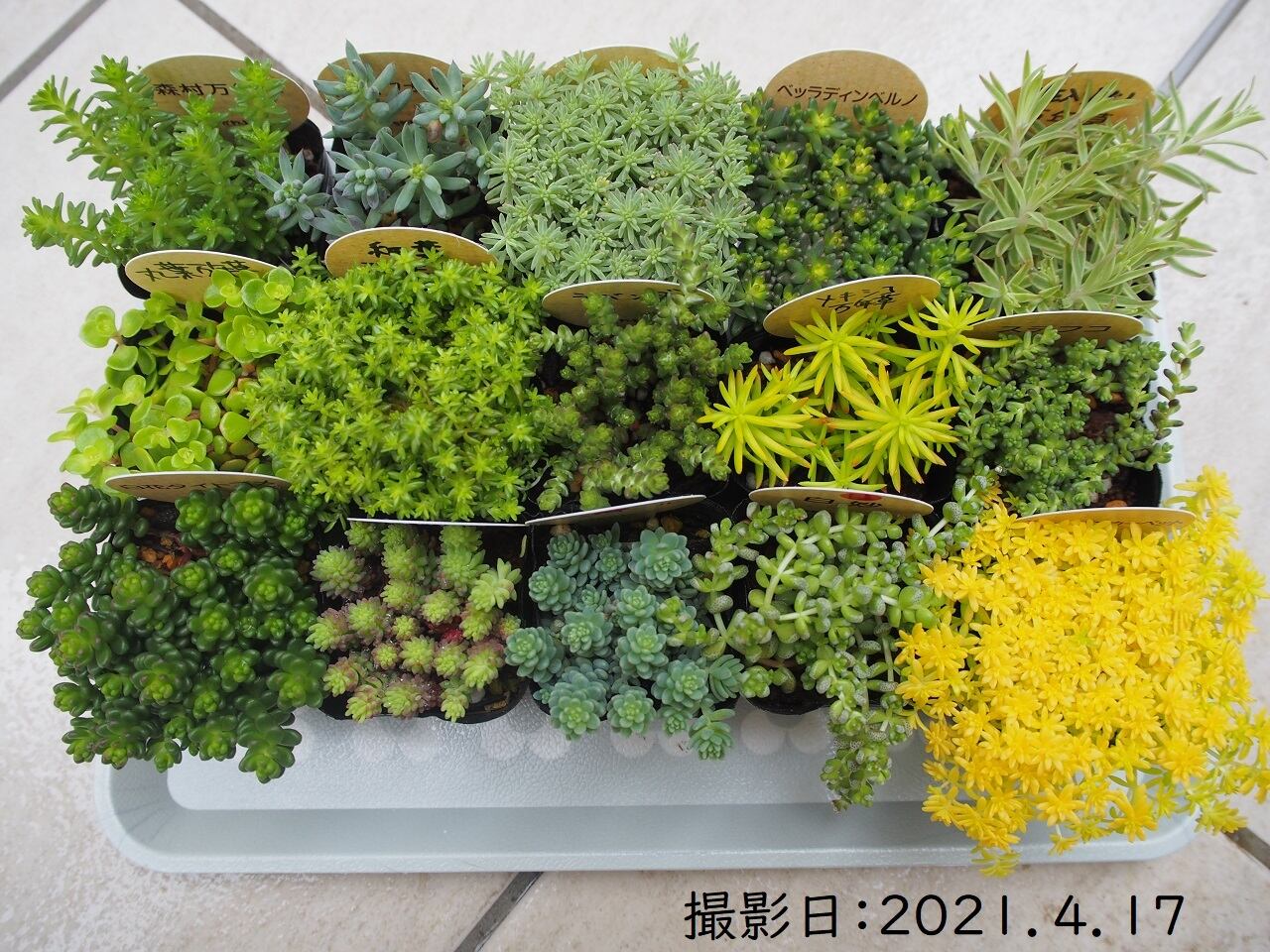 限定5セット セダム15種セット いちかわふぁーむ 多肉植物とガーデン雑貨 Macherie マシェリ