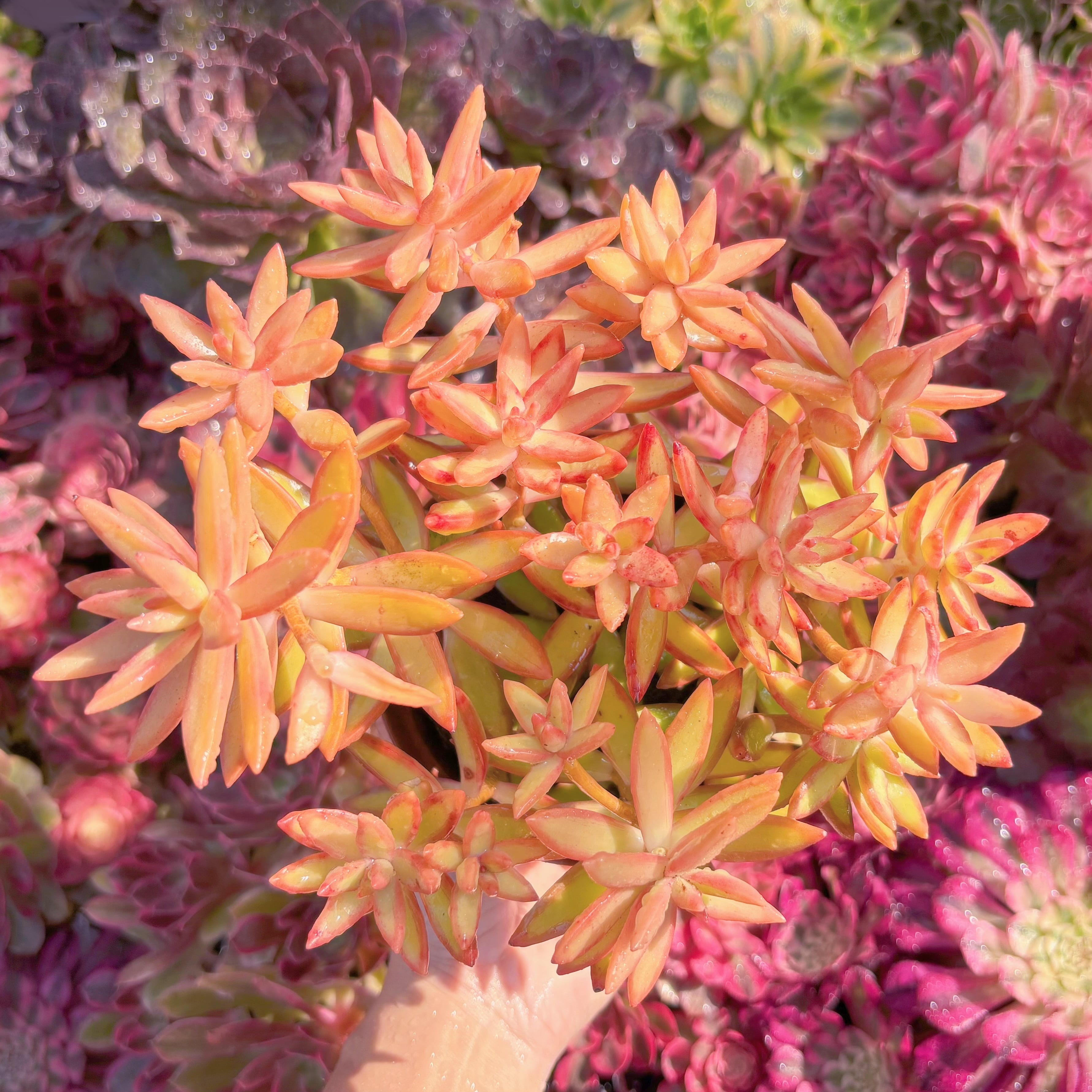 多肉植物　紅日　新入荷　るる農園