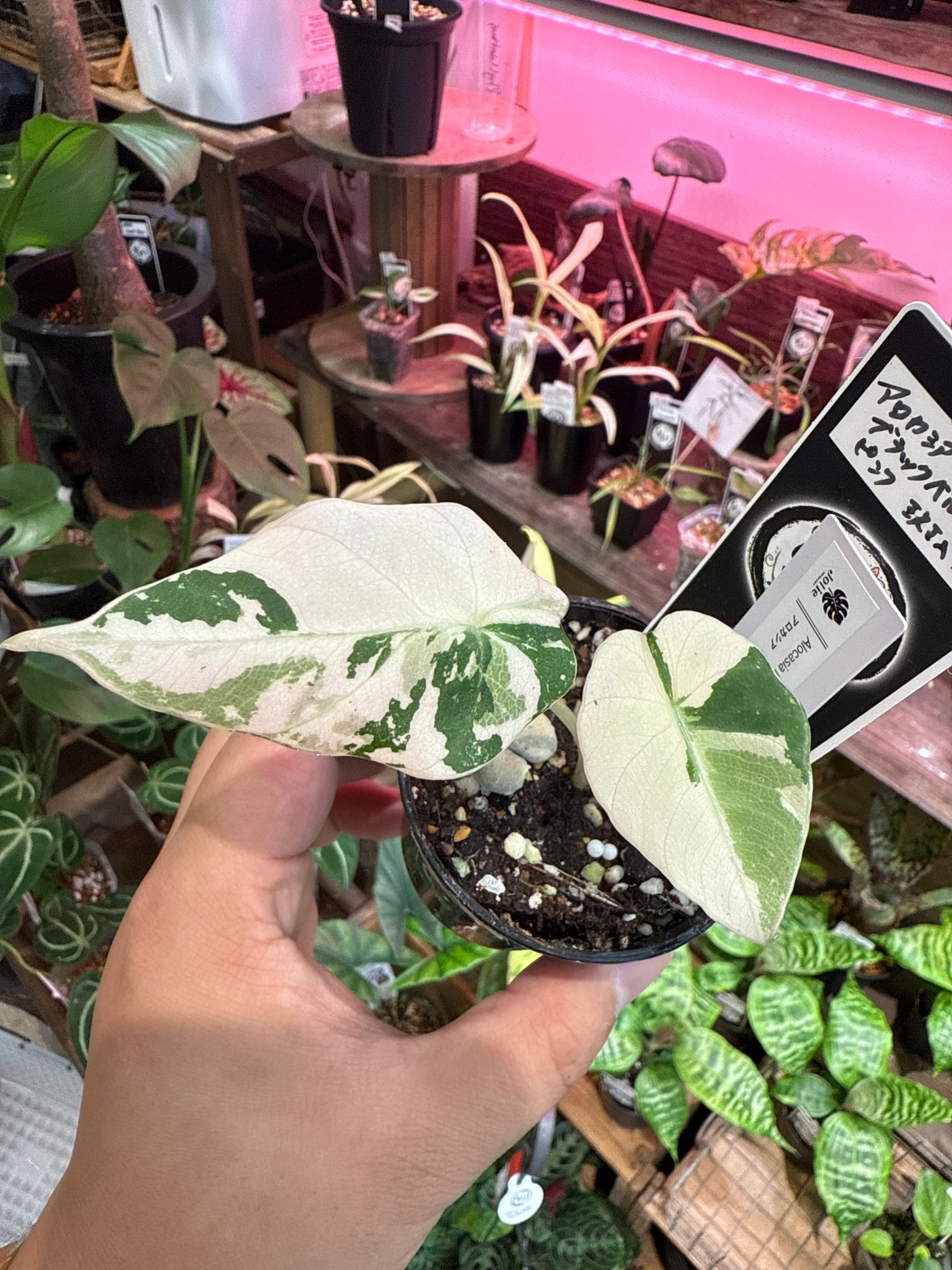 B1アロカシア　ブラックベルベット　ピンク斑入り アロカシア・レギヌラ 'ブラックベルベット ピンク斑入り' 成長