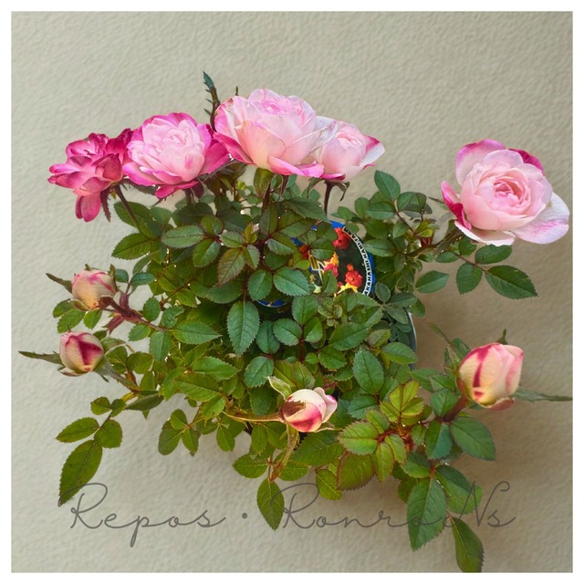 ミニバラ：バンビーナ（3.5号）希少　フローランド オリジナルミニバラ　四季咲き　ミニバラ苗　贈り物