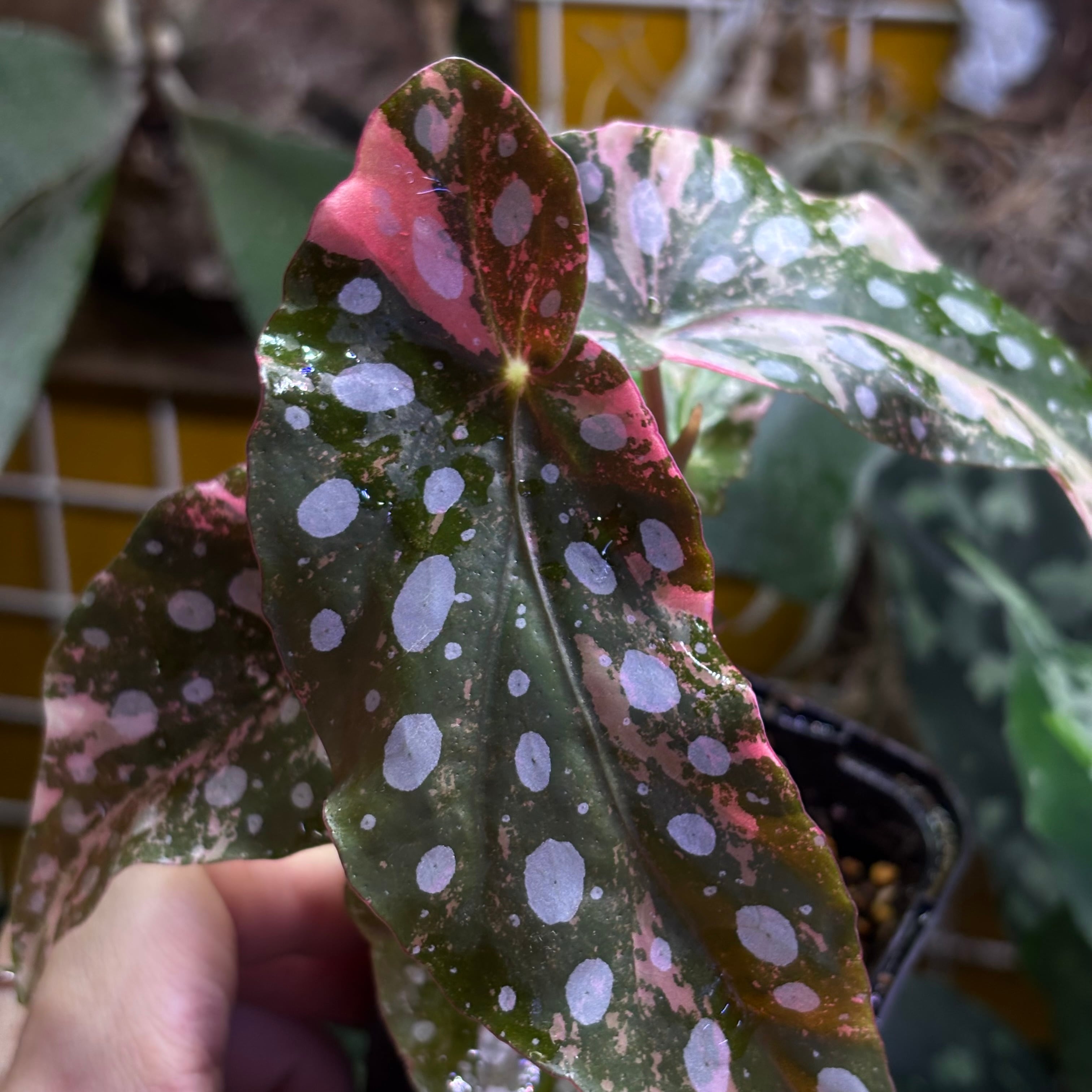 Begonia maculata 'Pink Variegated' | 熱帯雨林植物専門店 トイ吉園芸