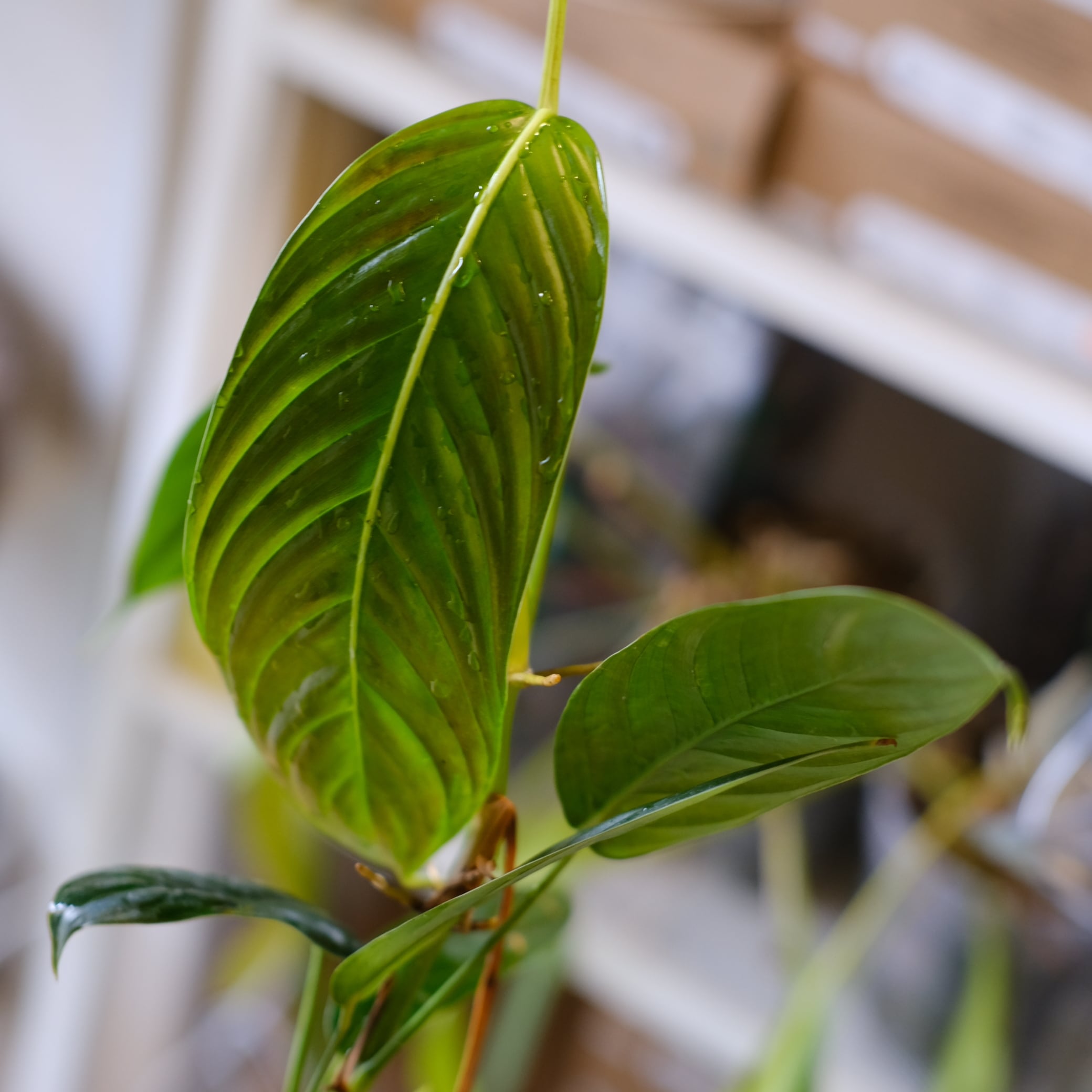 フィロデンドロン / Philodendron | tokyoplants / 観葉植物専門店