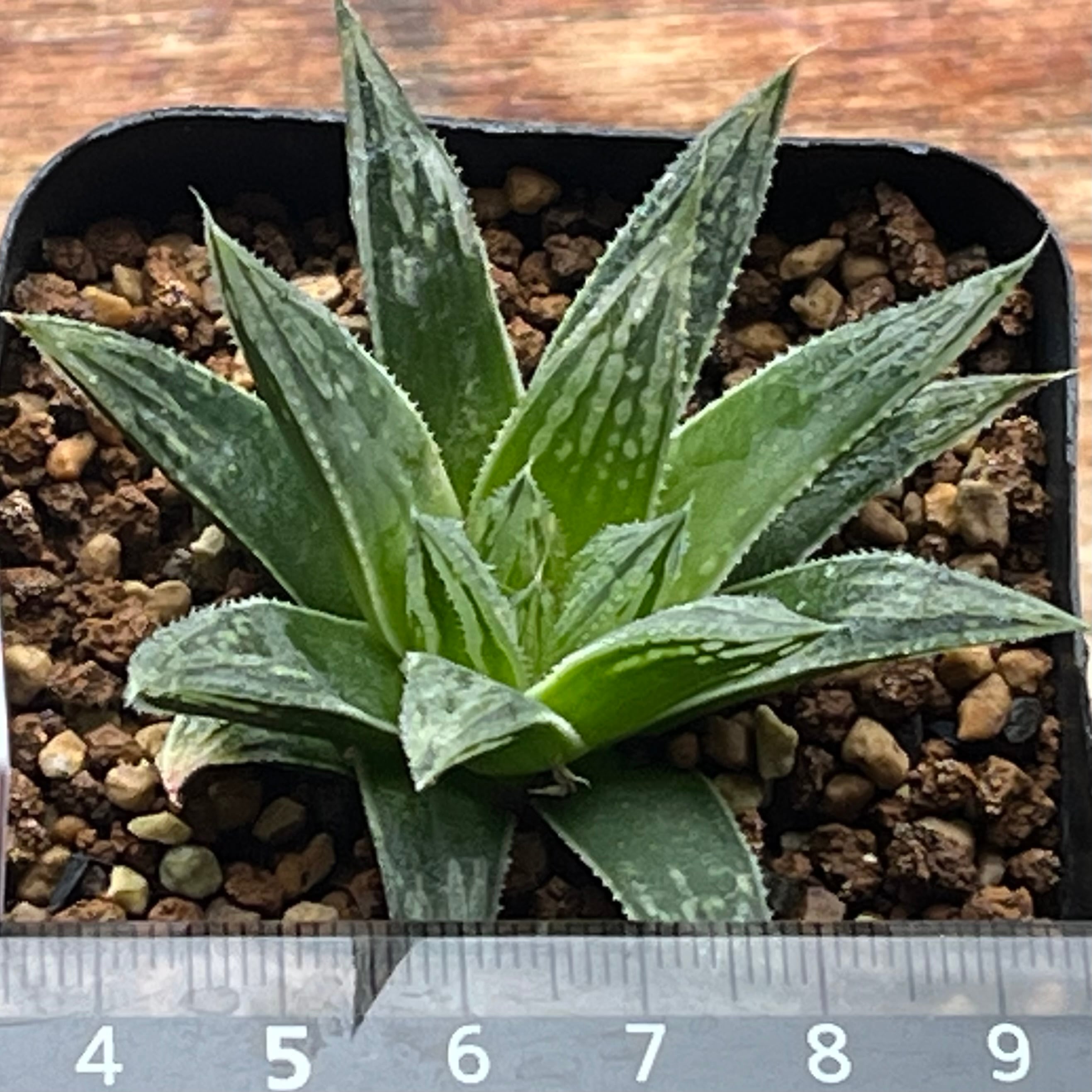 ハオルチア 森の雫 | mocono_plants