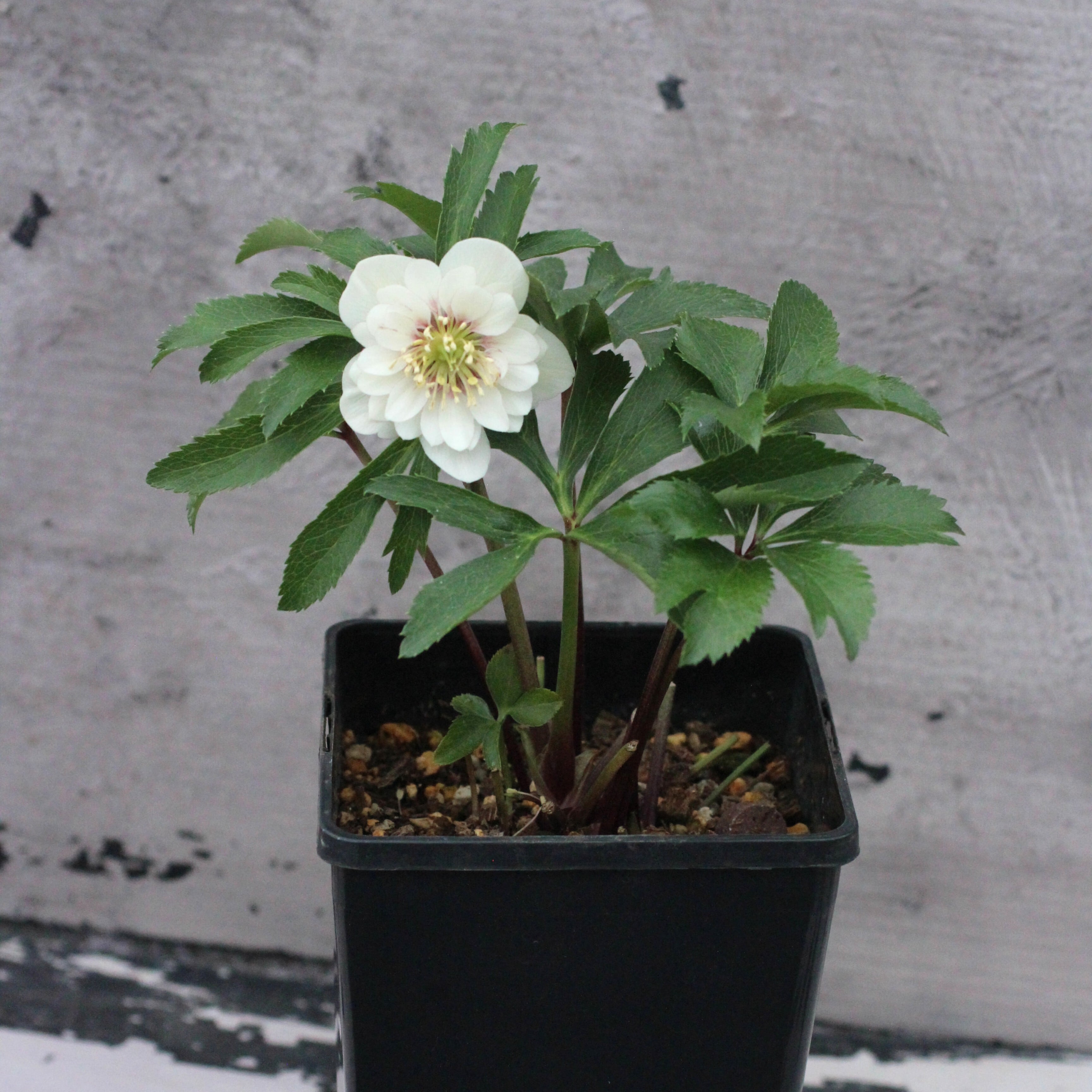 ウィンターローズ 2Fの増量 1点 楽天市場】ポインセチア 鉢植え 【 ウィンターローズ 赤 レッド 5寸 篭