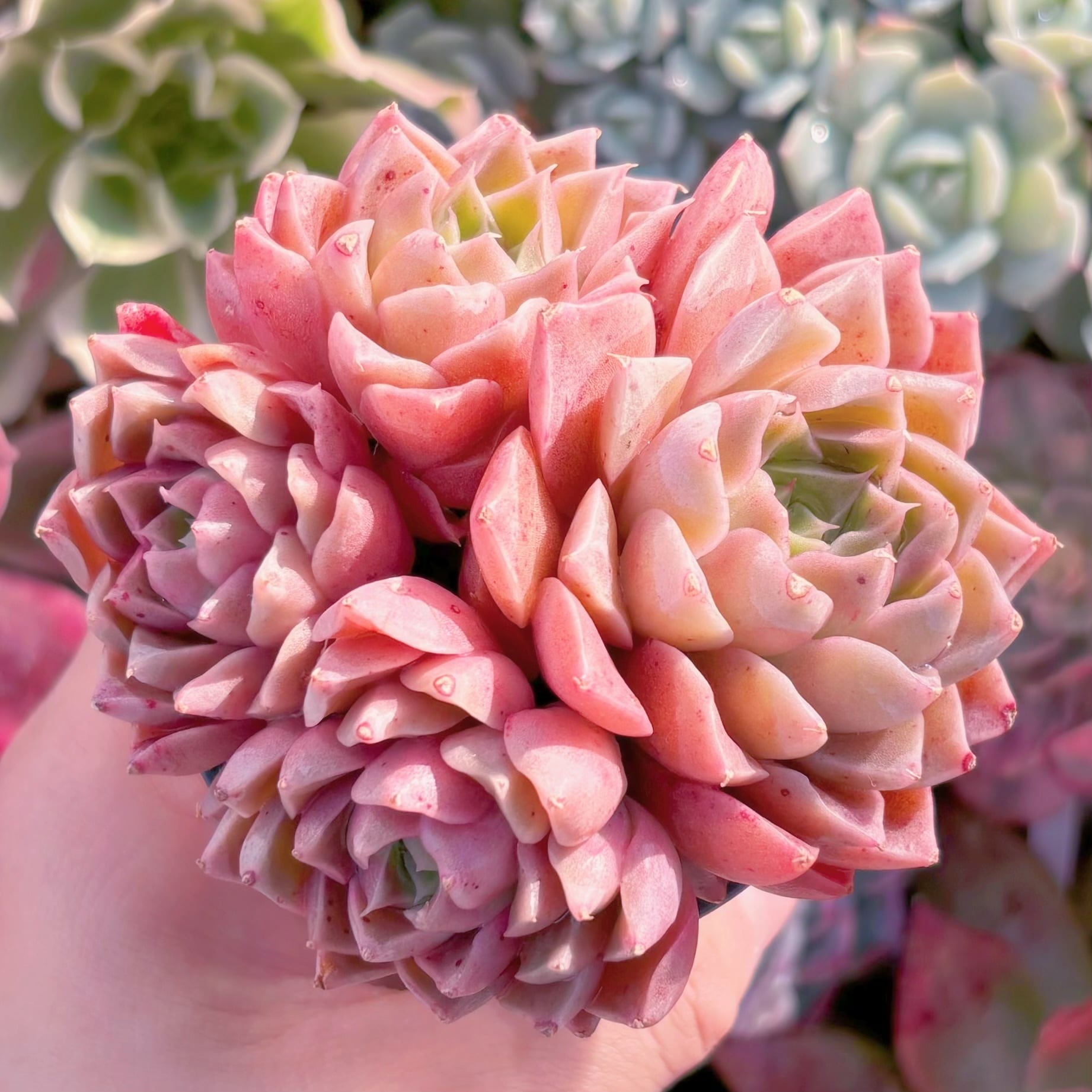 多肉植物　Heart of Ocean　4頭から　新入荷　るる農園