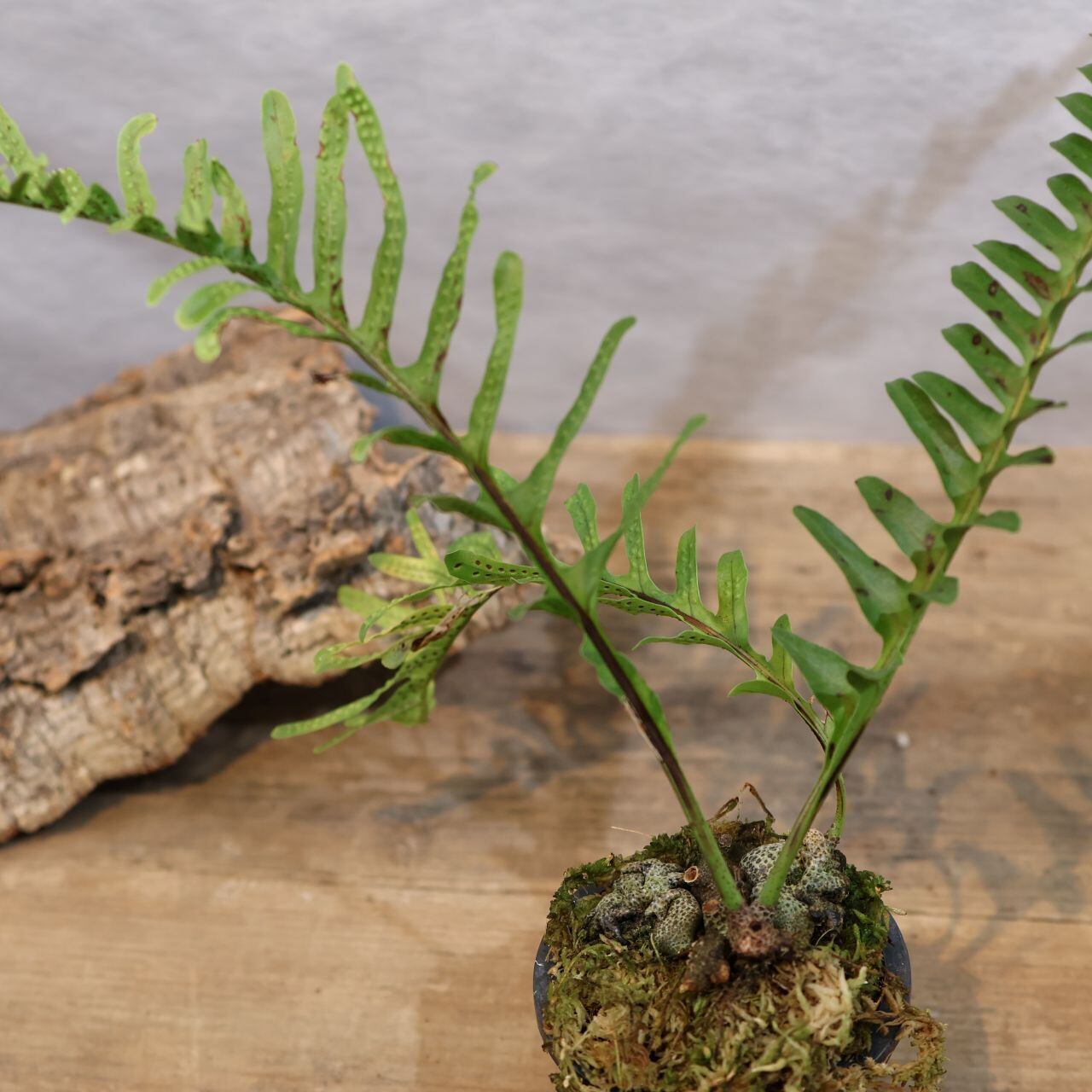 306 アリ植物×シダ植物『レカノプテリス ロマリオイデス Lecanopteris