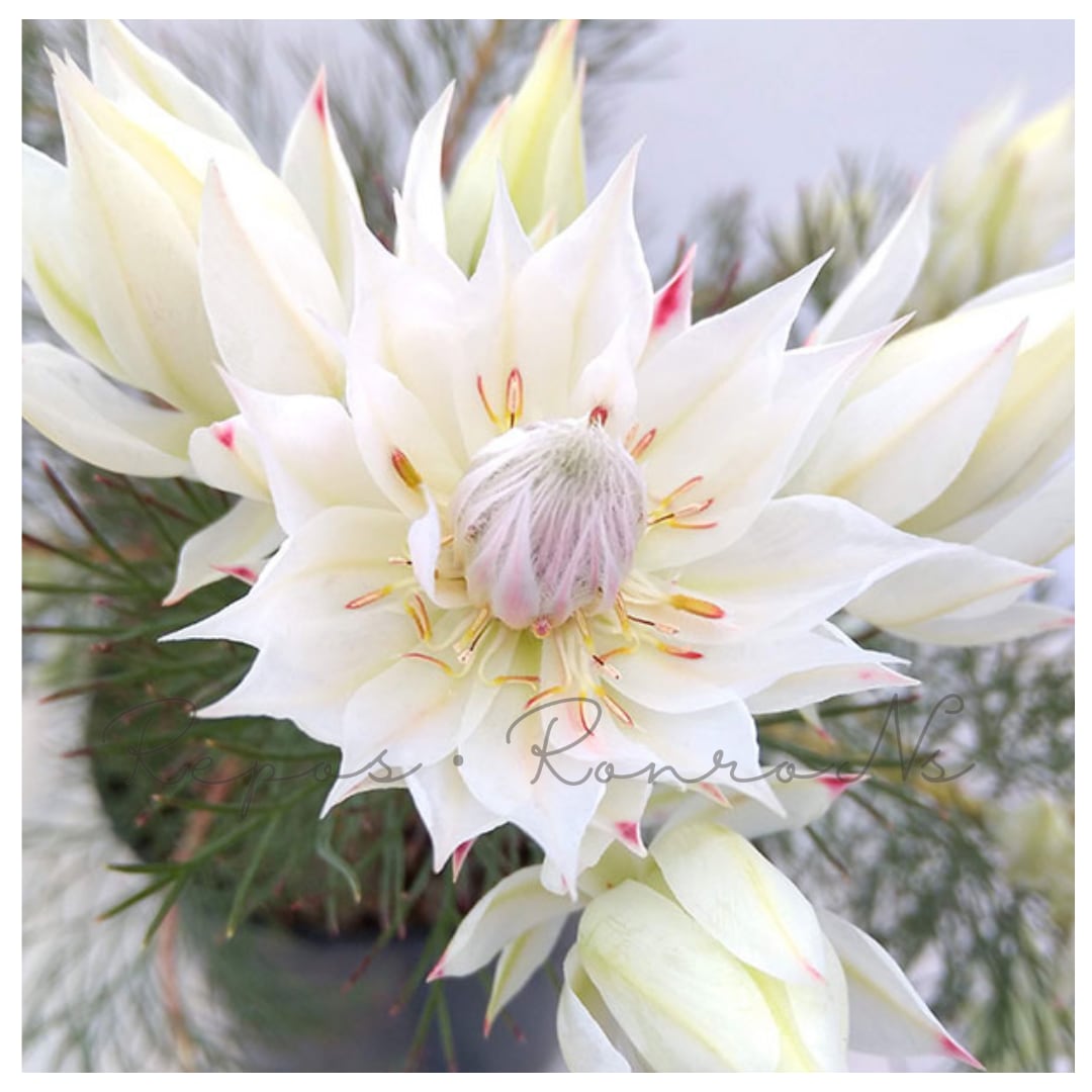 セルリア(ジョーイセルリア):ブラッシングブライド③(5号鉢) 希少 オージープランツ シンボルツリー 庭木