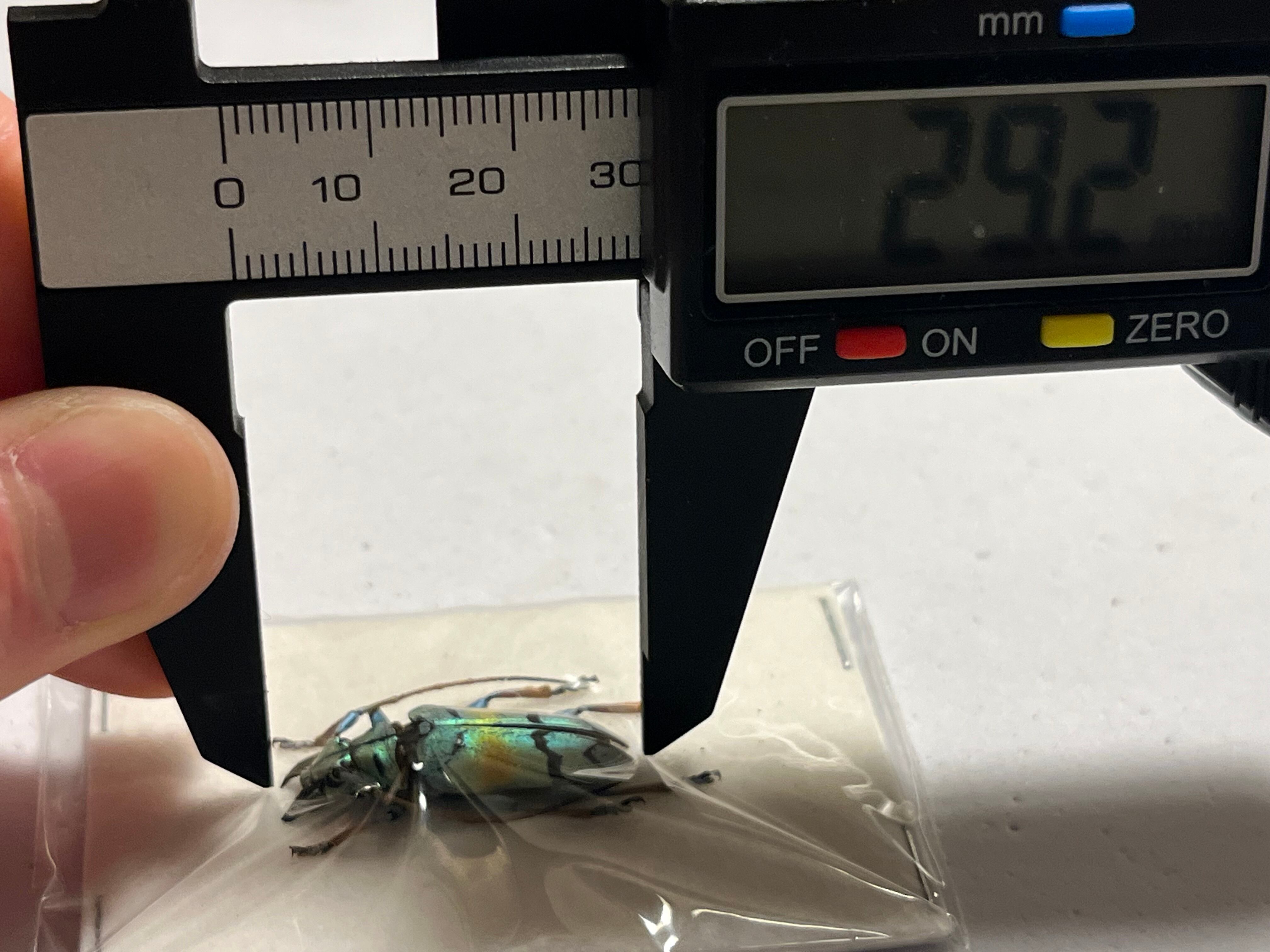 26mm】スラウェシ島の美麗カミキリの一種 標本 ホウセキゾウムシ