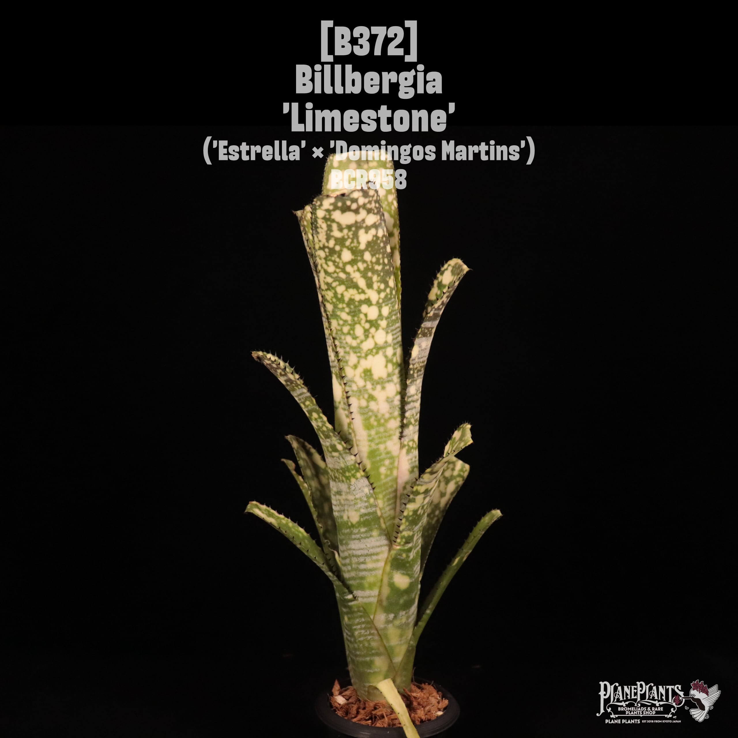 Billbergia 'Limestone'〔ビルベルギア〕B372