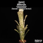 Billbergia 'Limestone'〔ビルベルギア〕B372