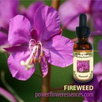 ファイヤーウィード (pw-s044A)