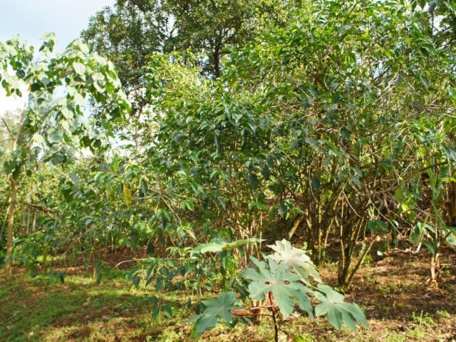 ☆ africancoffee☆ Decaf】Ethiopia Sidamo Washed (200g) | SAFARI COFFEE ROASTER