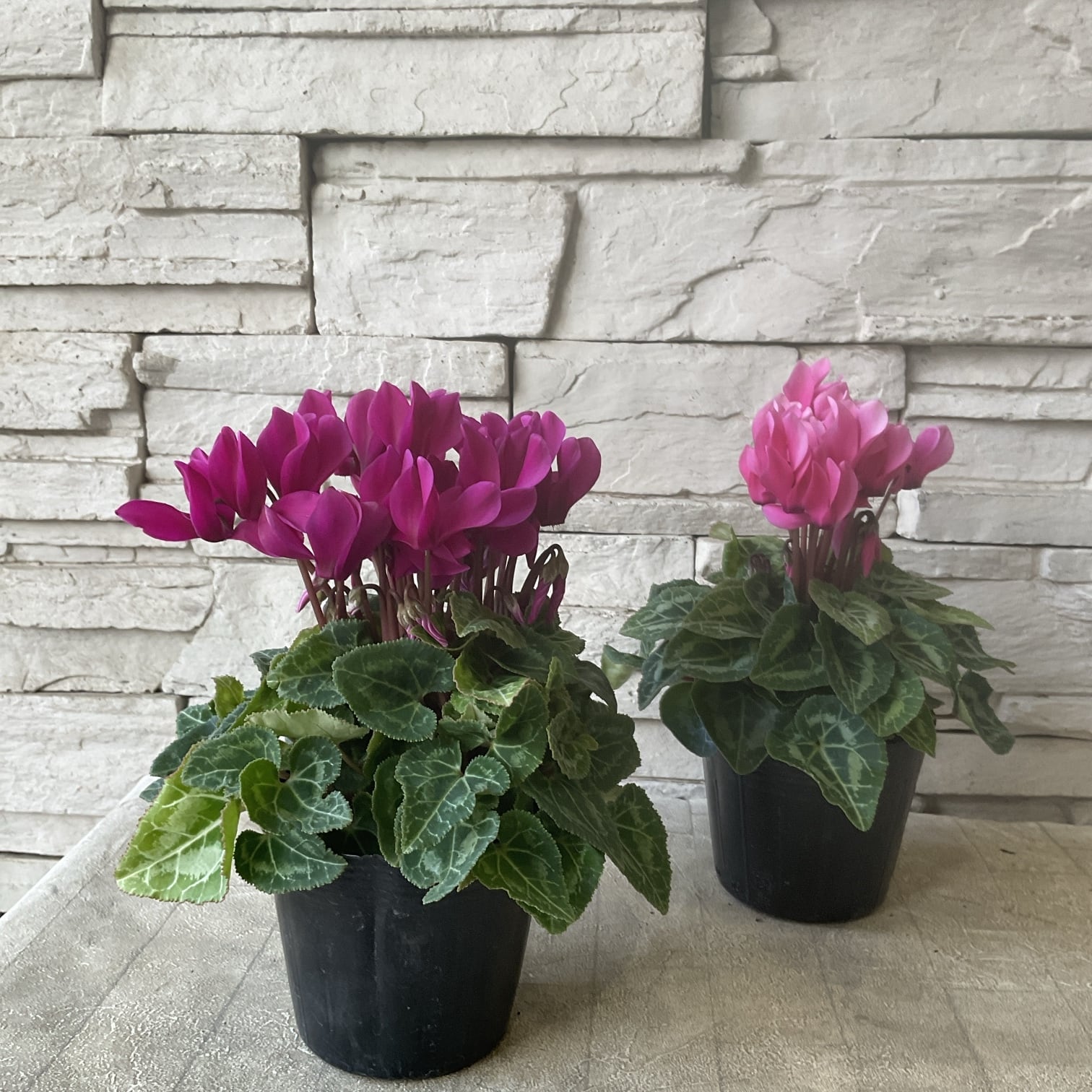 ガーデンシクラメン 選べる♪2色 3.5寸ポット | 橋本種苗園