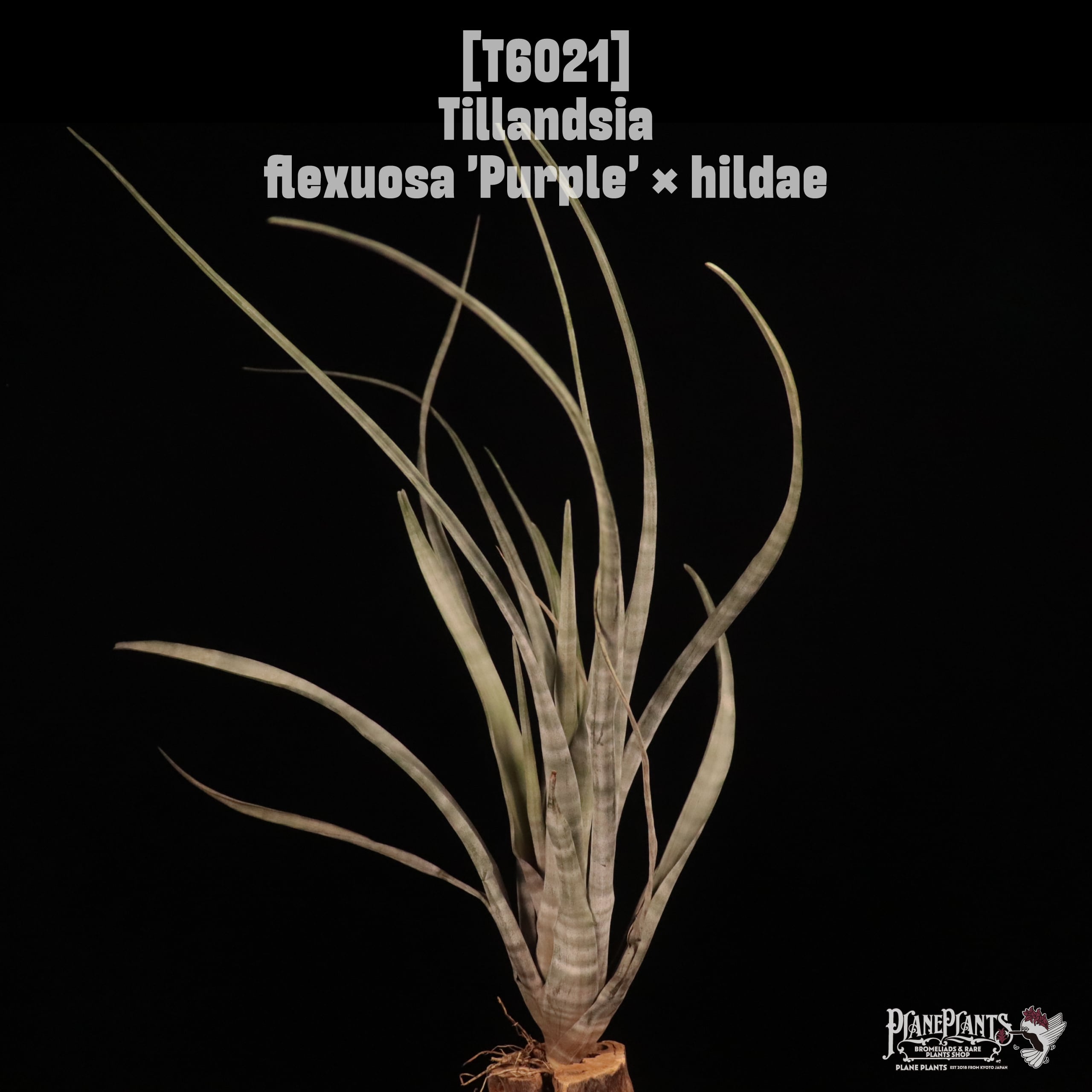 Tillandsia flexuosa 'Purple' × hildae〔ティランジア〕T6021