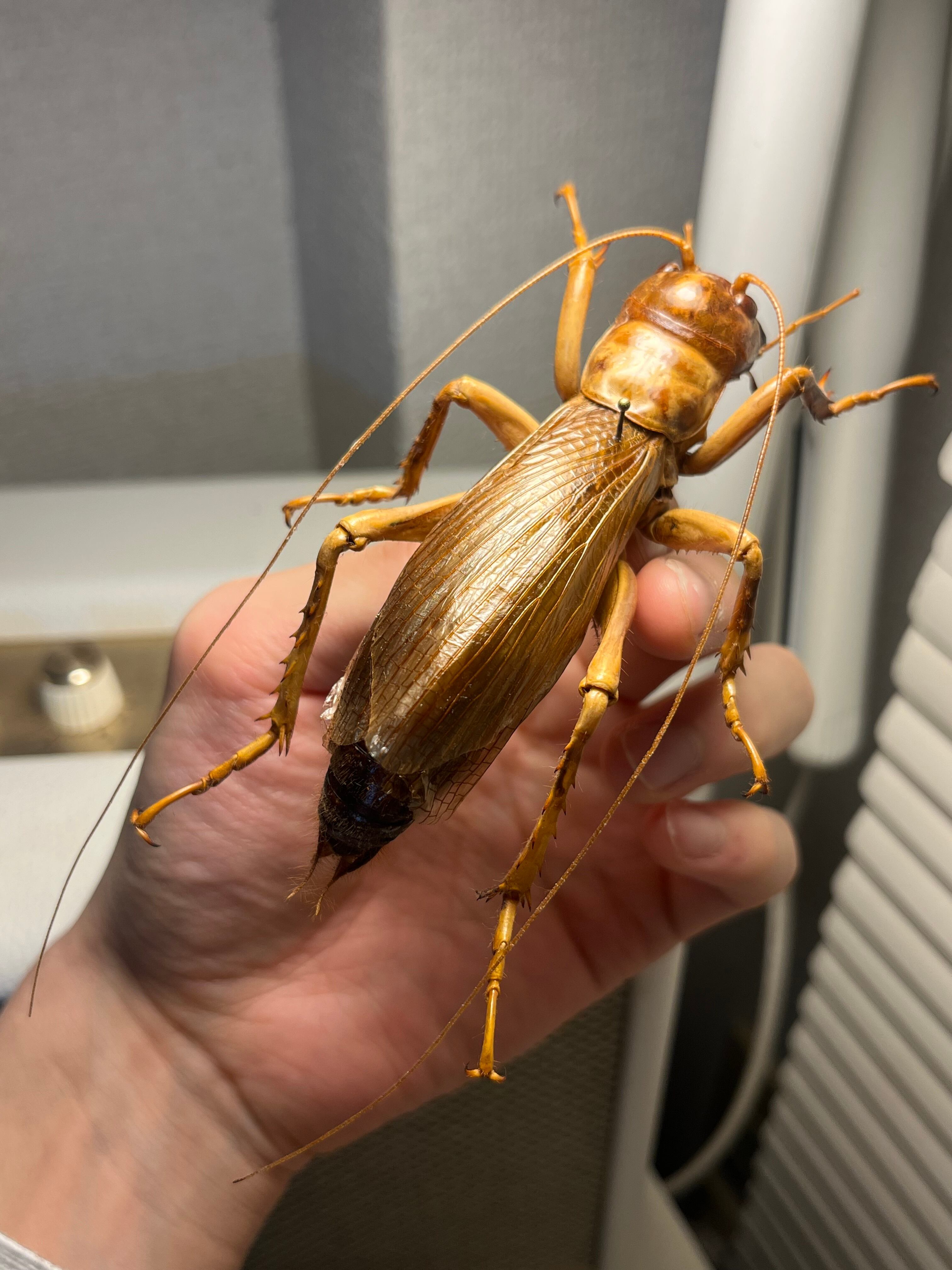 特大極美】リオック Sia ferox コロギス 昆虫標本デュビアタランチュラ
