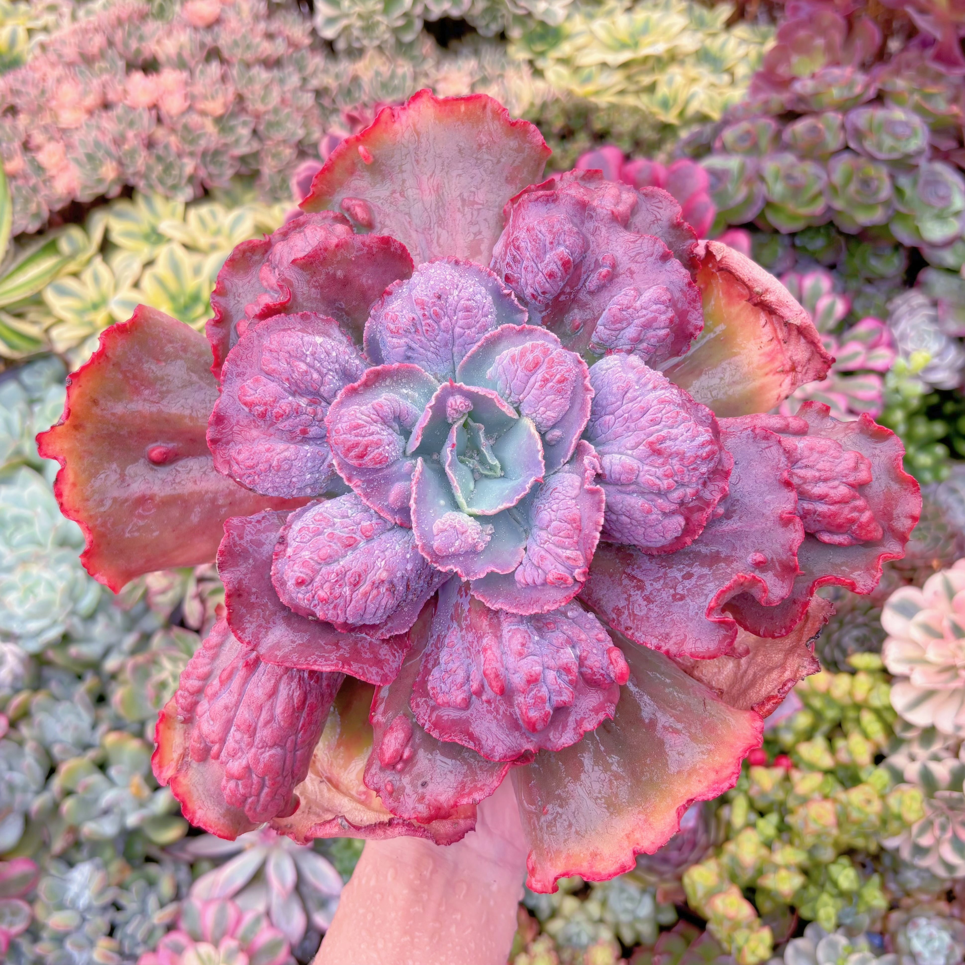 現品　カーニバル#E09　特大苗　るる農園