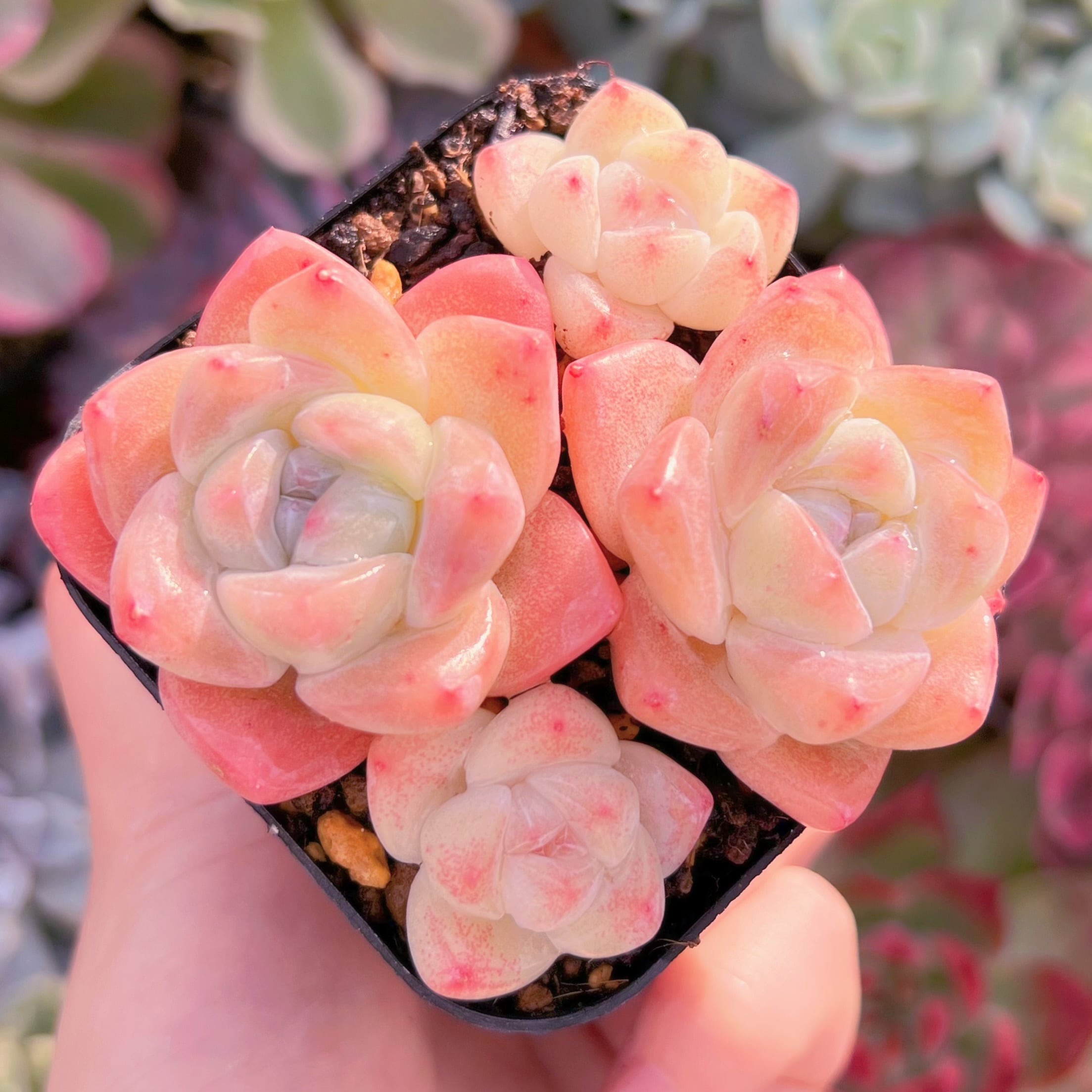 現品　アイスグリーン#607   るる農園