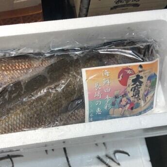 上クロムツ 長崎産 他 1尾1 1 5キロサイズ 黒ムツ 上クロムツ1 1 5k 豊洲市場 冷蔵 Okawari 豊洲直送の高級海産物をお届け 上クロムツ 長崎産 他 1尾1 1 5キロサイズ 黒ムツ 上クロムツ1 1 5k 豊洲市場 冷蔵 Okawari 豊洲直送の高級海産物をお届け