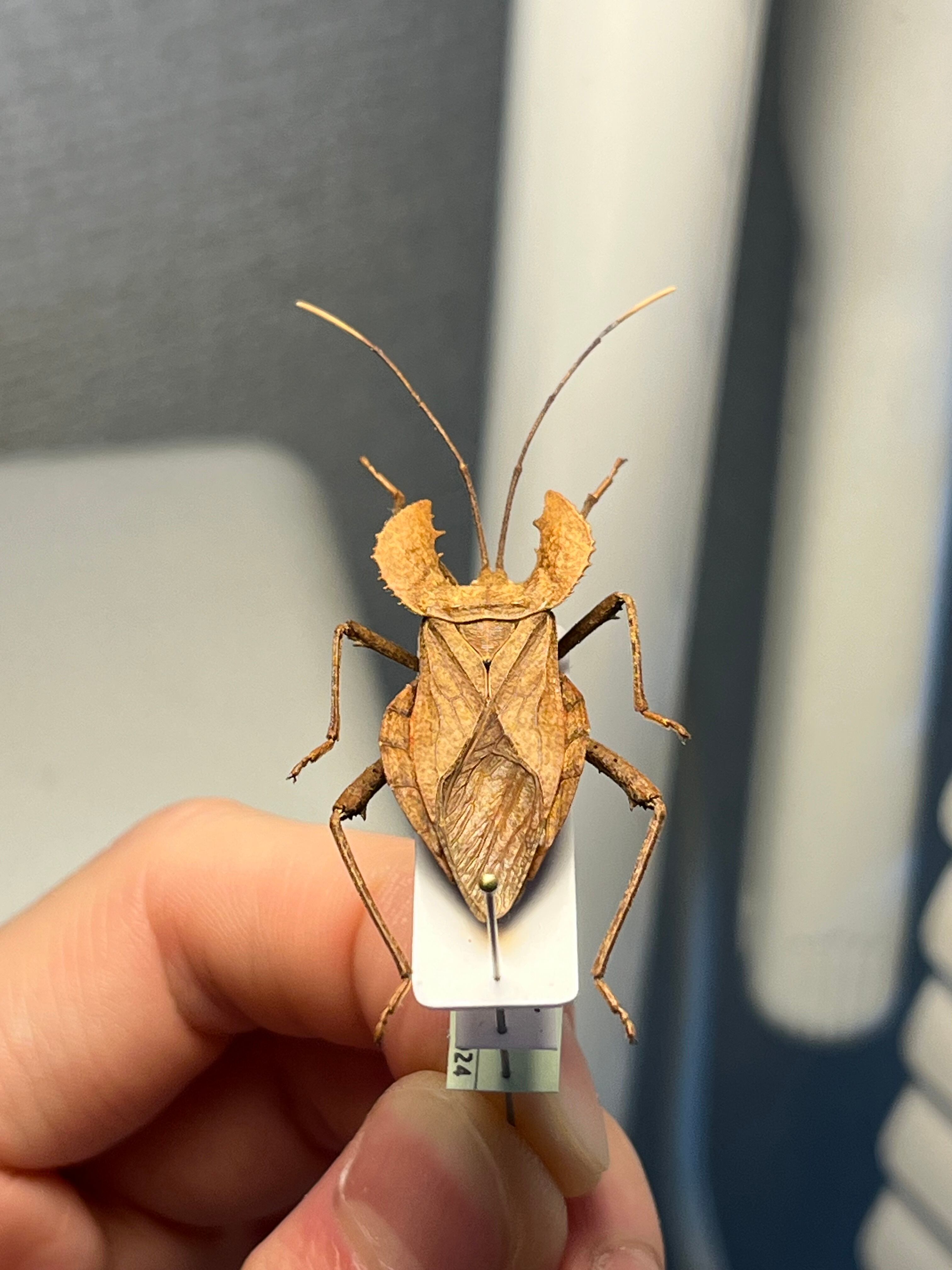 極美展足】オウサマヘリカメムシに酷似のカメムシ サシガメ甲虫昆虫