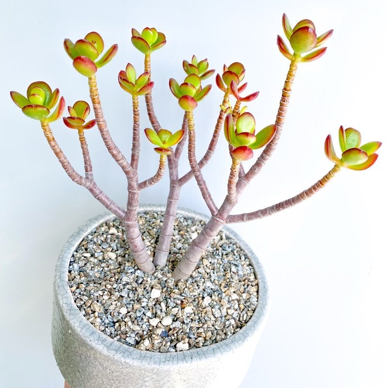 イ005「現地」アデニア スピノーサ【丸株・1/12最新到着・抜き苗