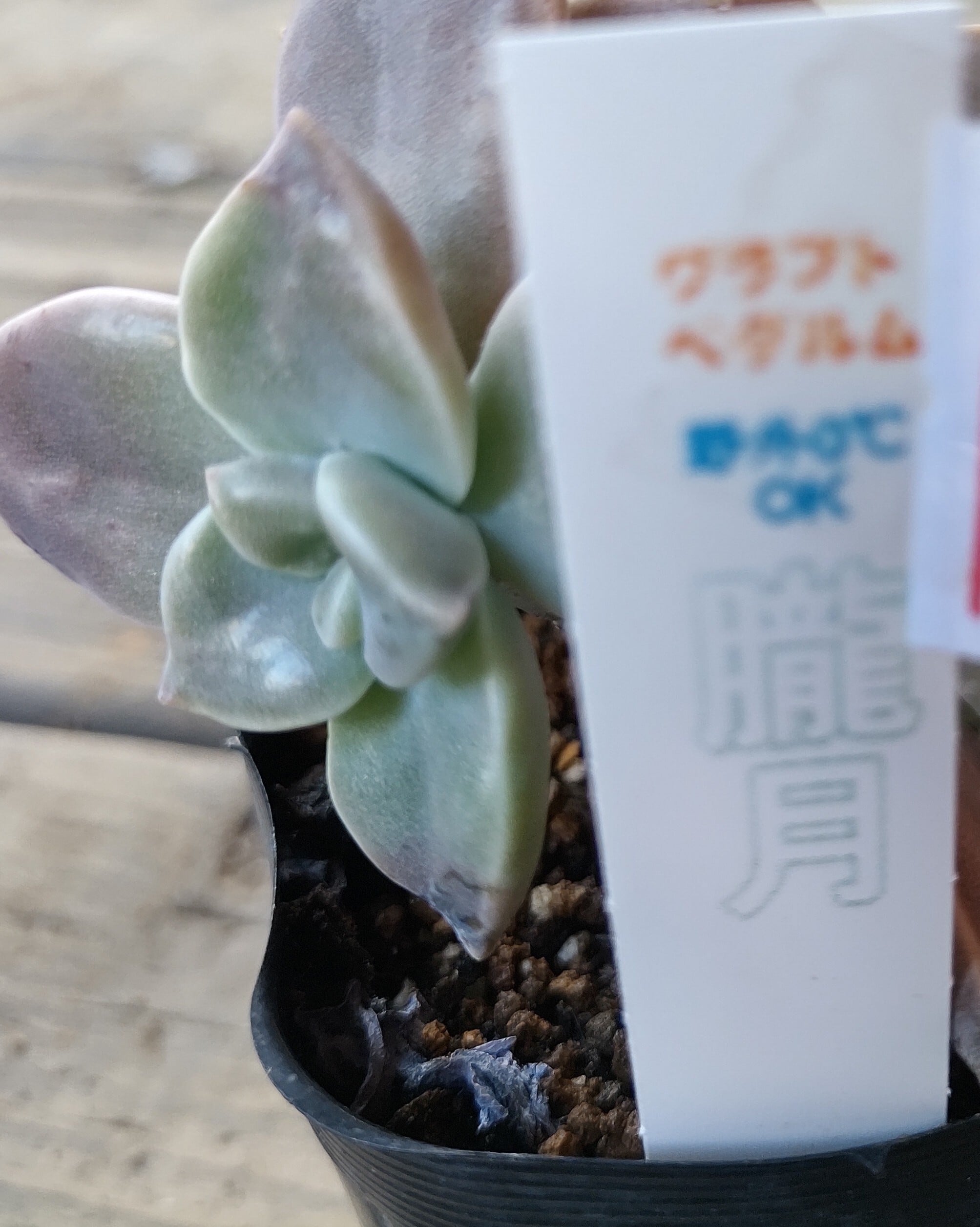 朧月 | RuPo 多肉植物専門店