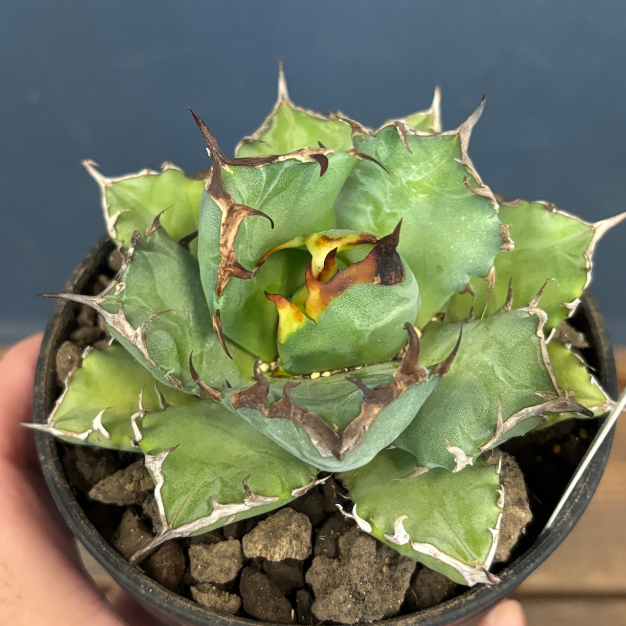 アガベ チタノタ 姫厳竜【823】