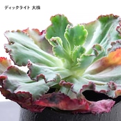 【10月4日イベント凱旋ガチャ】 10〜12種セット