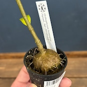 Hydnophytum formicarum Pupuan, Bali【896】